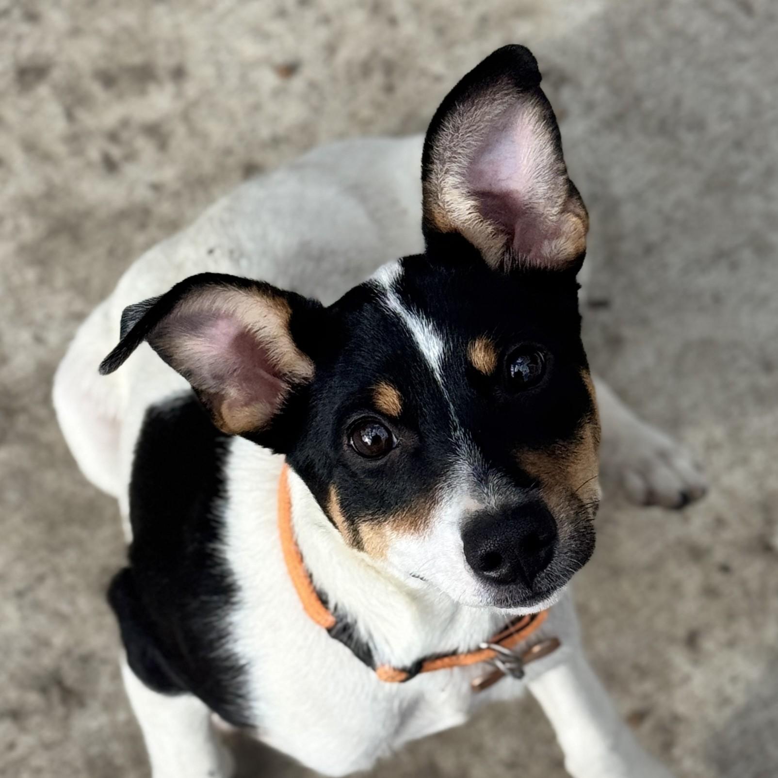 Ike, a Adoptable mixed breed in Normal, IL image 1/6