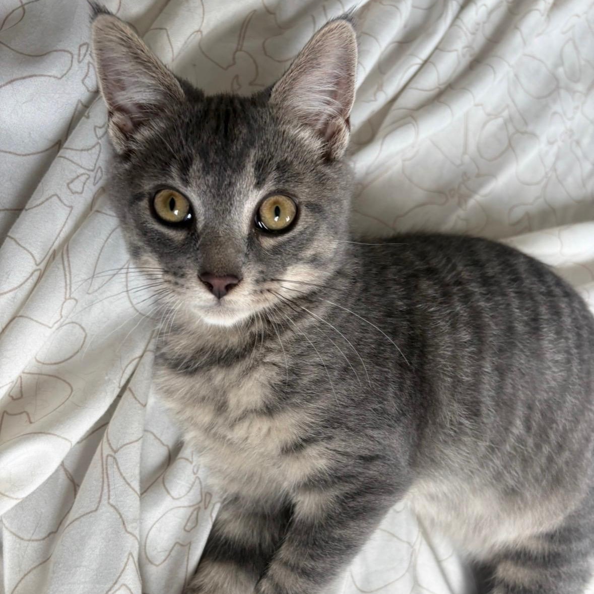Zakai, an adopted Domestic Short Hair in Scranton, PA image 2/5