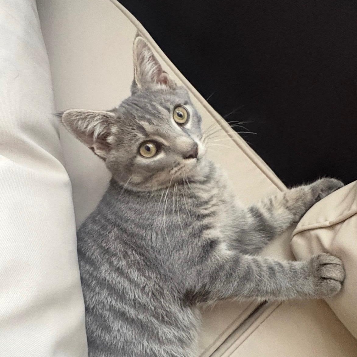 Zakai, an adopted Domestic Short Hair in Scranton, PA image 4/5