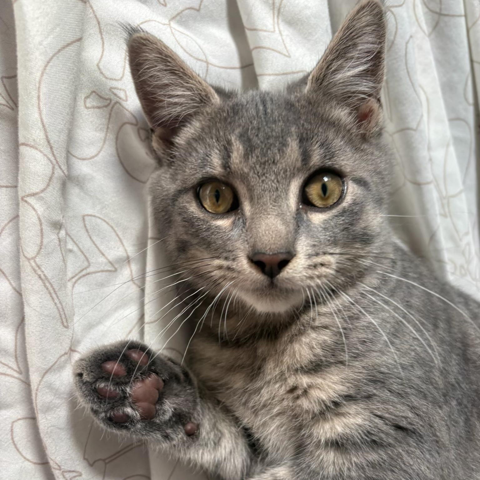 Zakai, an adopted Domestic Short Hair in Scranton, PA image 1/5