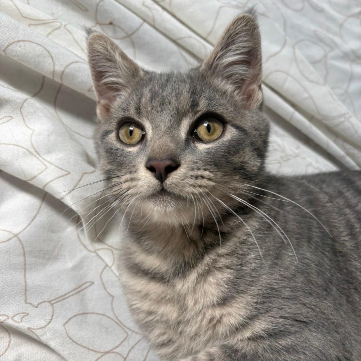 Zakai, an adopted Domestic Short Hair in Scranton, PA image 3/5