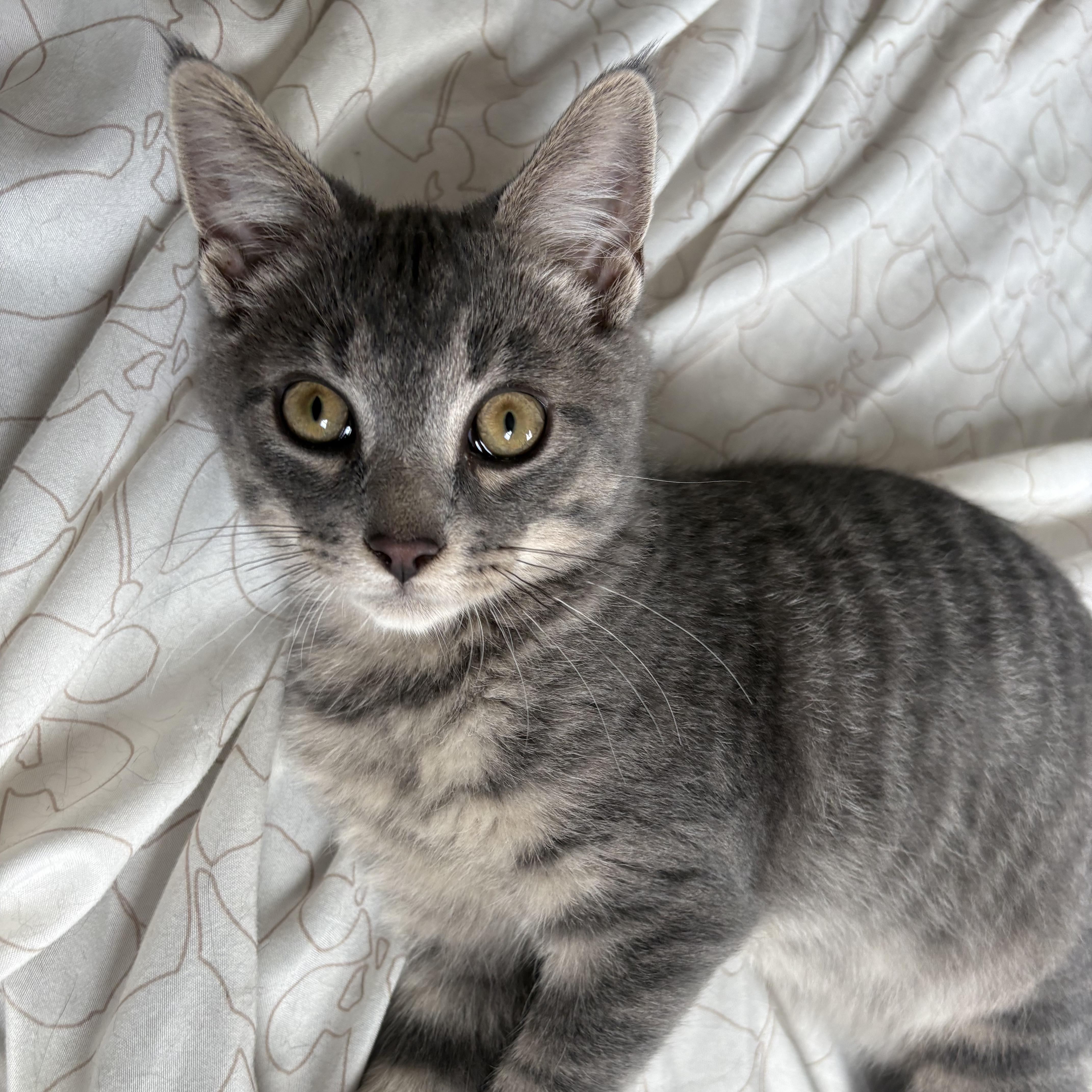 Zakai, an adopted Domestic Short Hair in Scranton, PA image 5/5