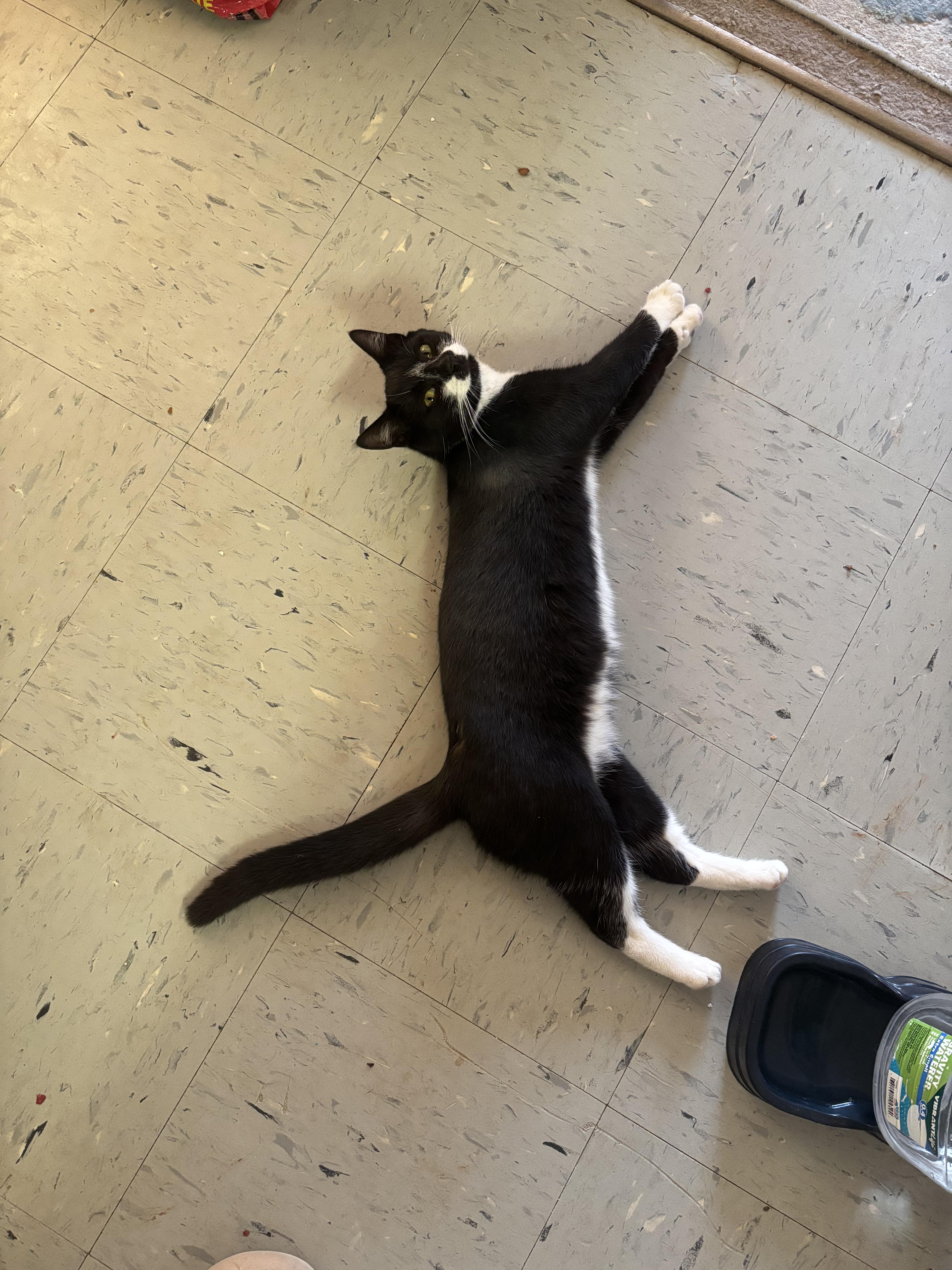 Enlarge Tommy, a ADOPTABLE Domestic Short Hair in Greensboro, NC image 1/1