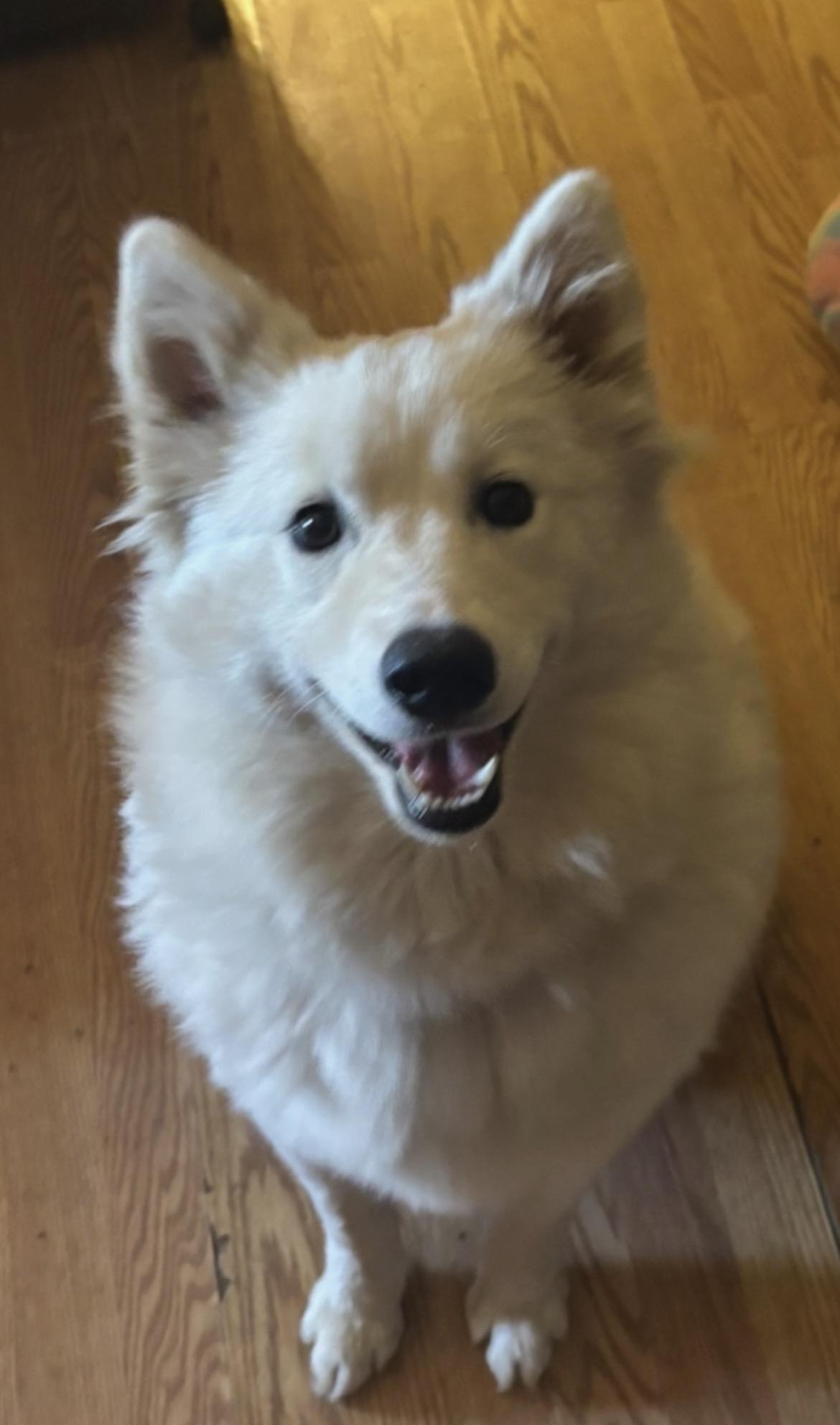 Kai, ADOPTABLE, Puppy Male Samoyed.