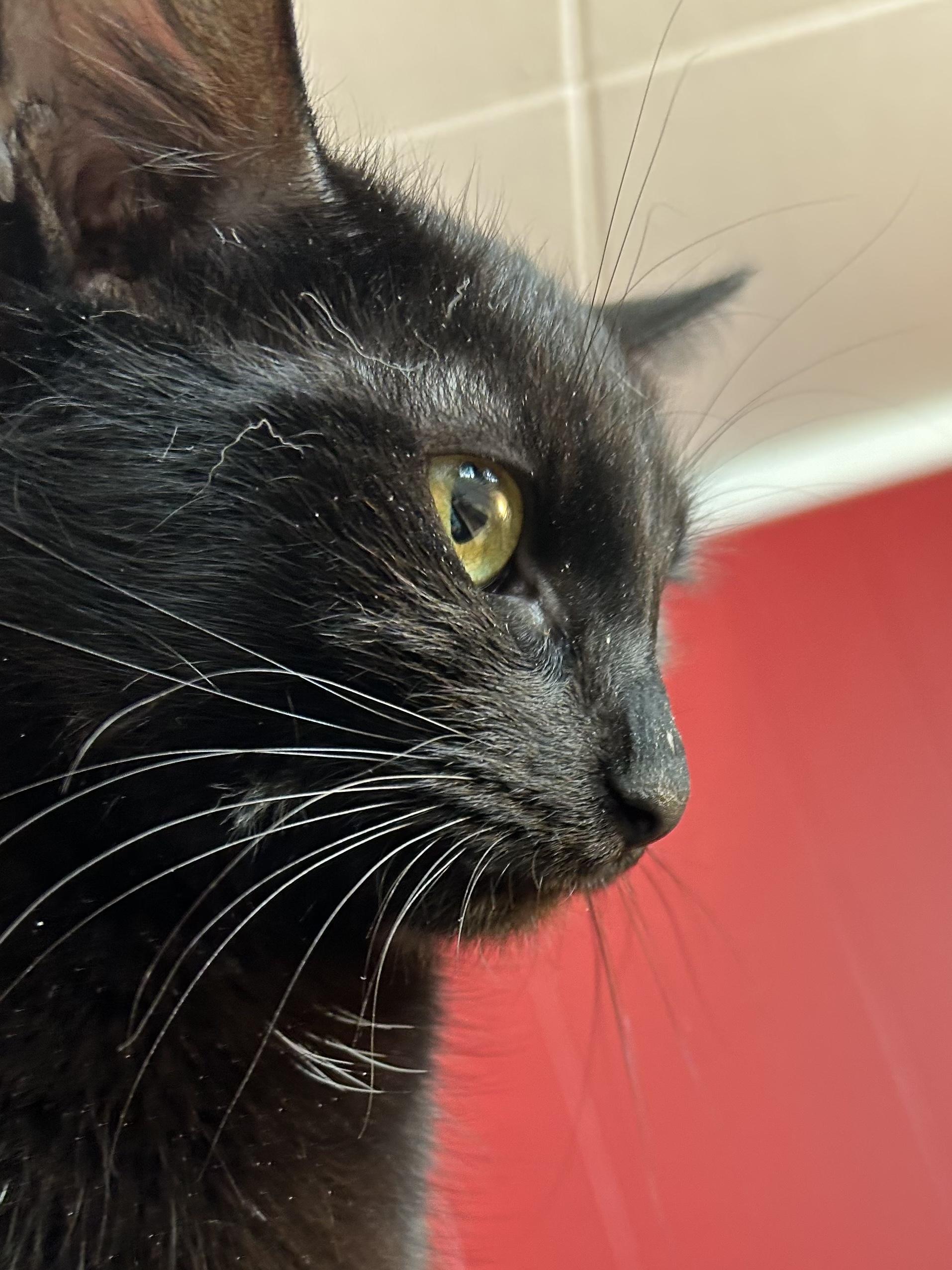 Diamond, Adoptable, Adult Female Domestic Short Hair.