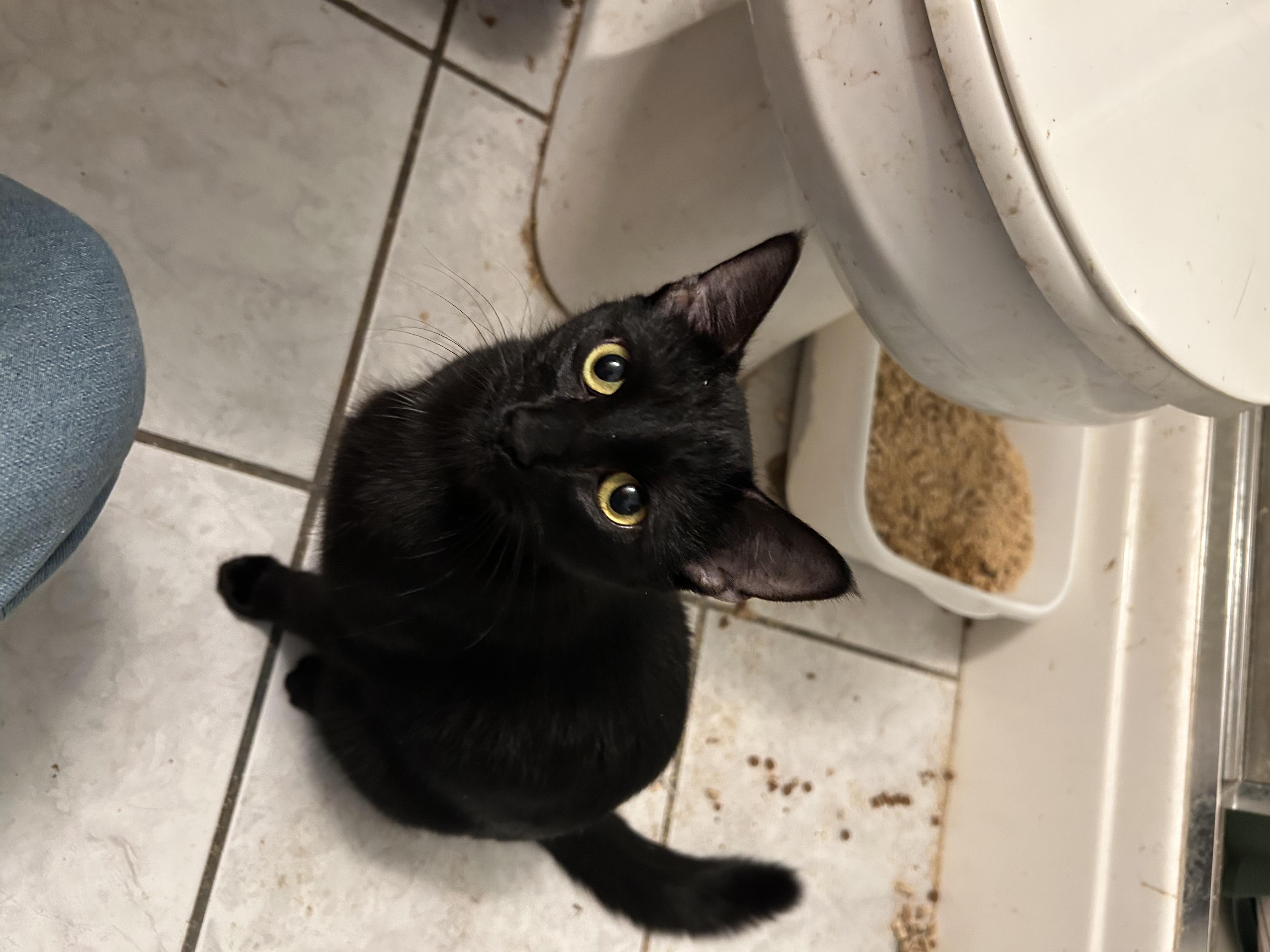 Enlarge Diamond, a Adoptable Domestic Short Hair in South Euclid, OH image 2/5