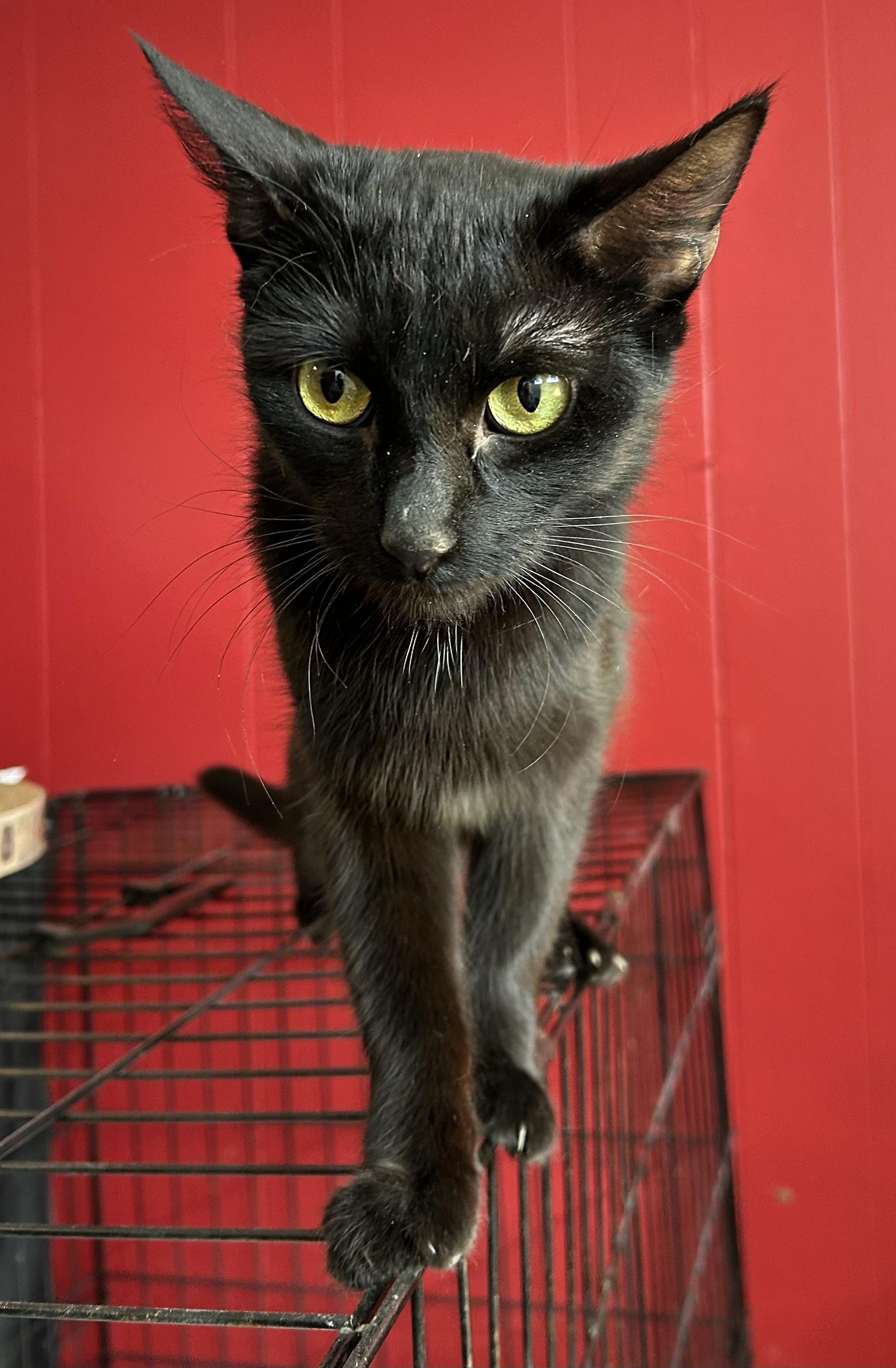 Enlarge Diamond, a Adoptable Domestic Short Hair in South Euclid, OH image 3/5