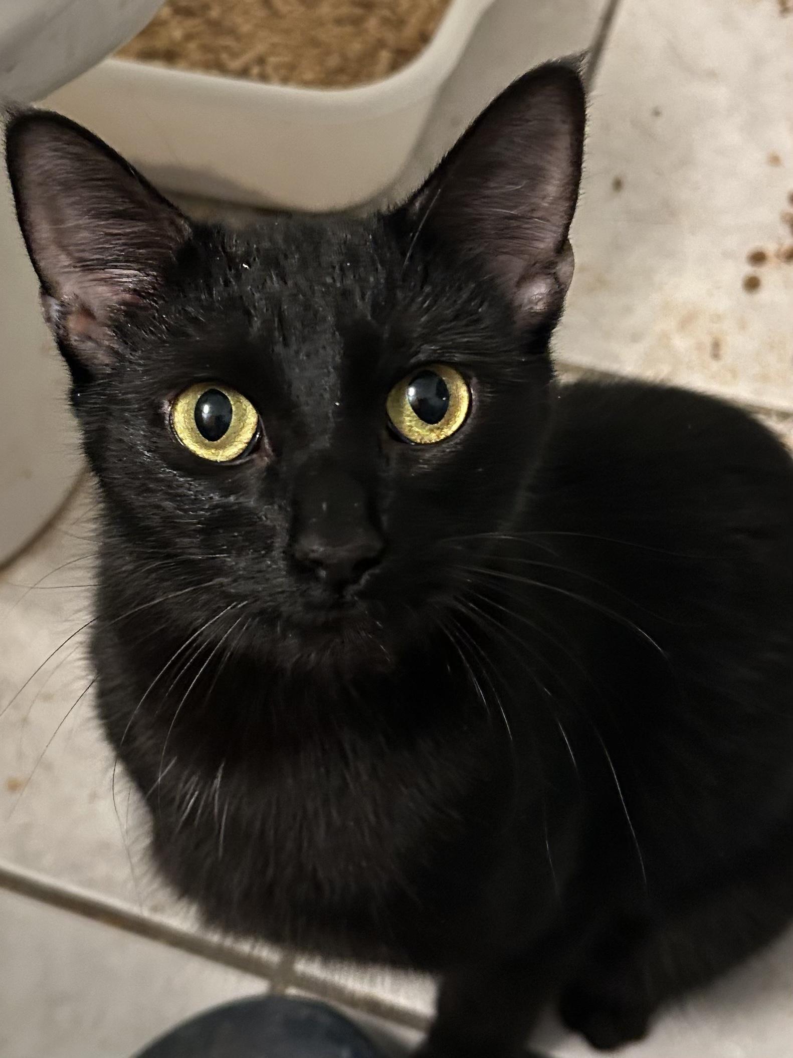 Enlarge Diamond, a Adoptable Domestic Short Hair in South Euclid, OH image 4/5