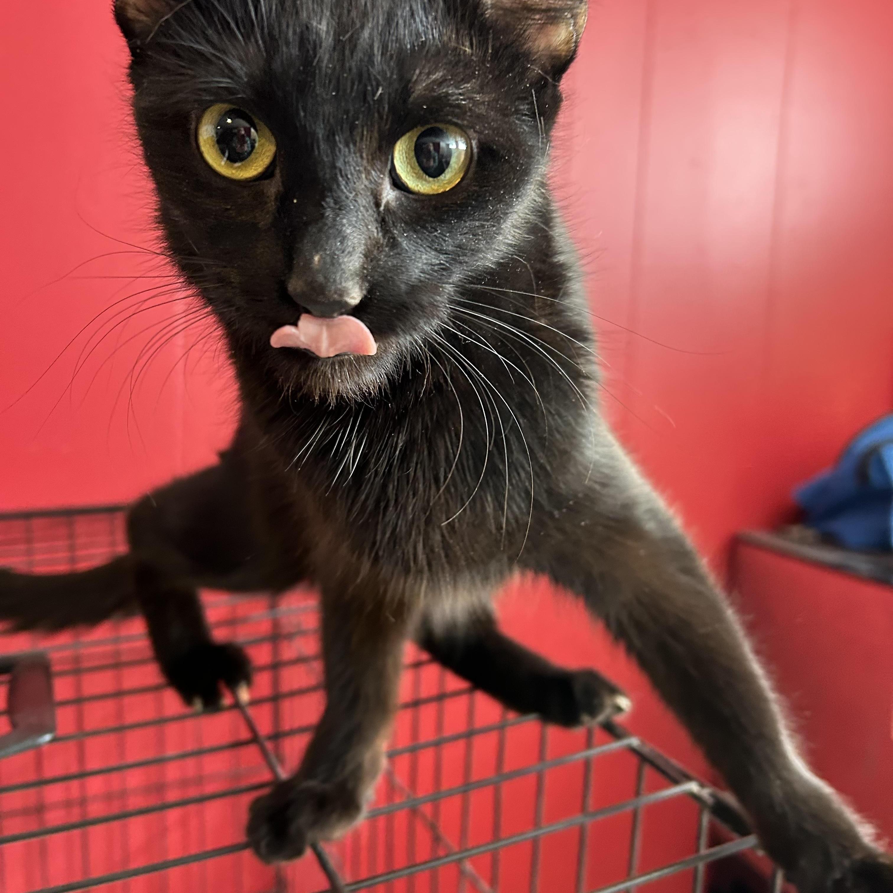 Enlarge Diamond, a Adoptable Domestic Short Hair in South Euclid, OH image 5/5