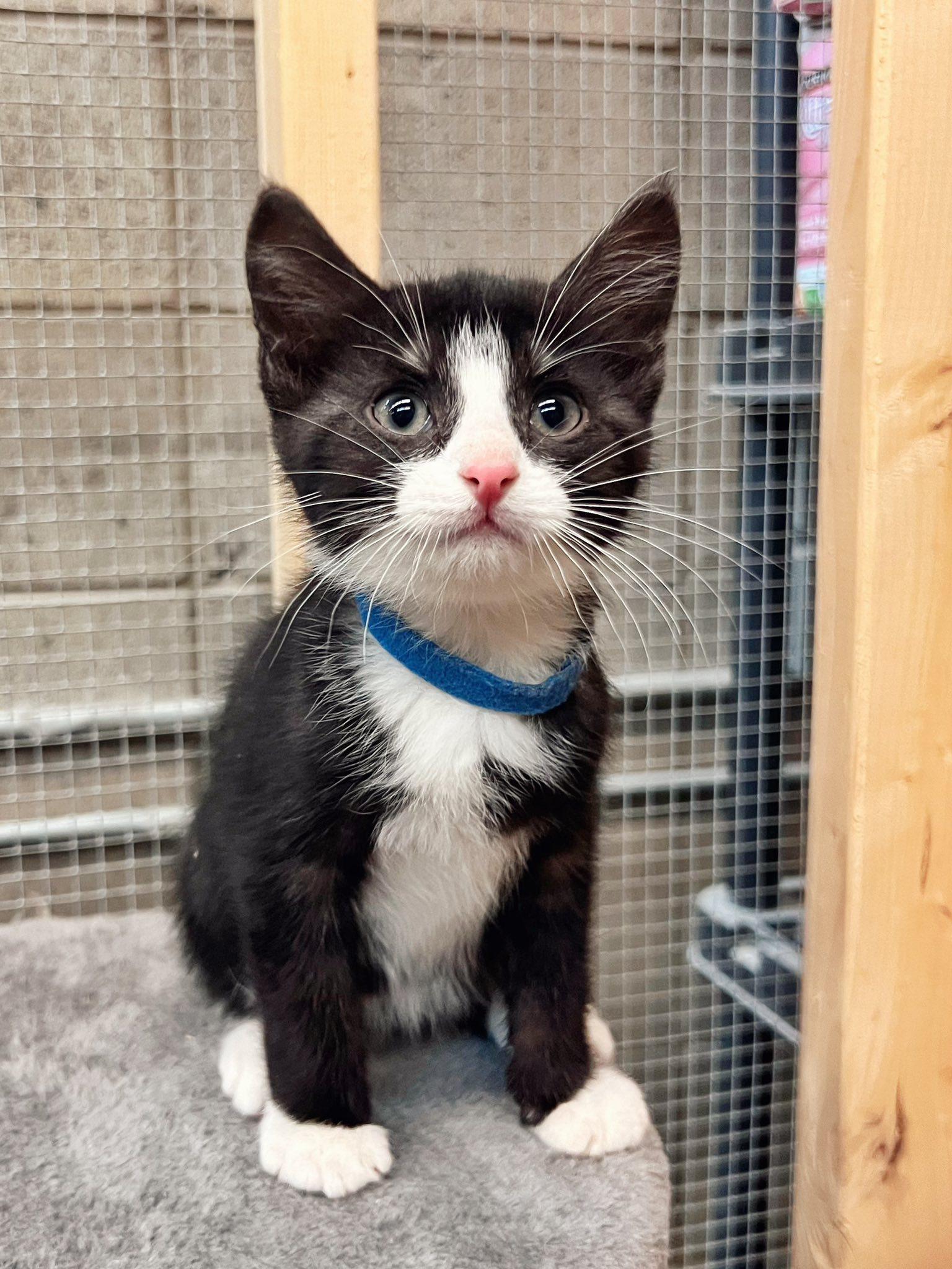 Enlarge Patrick, a ADOPTABLE Domestic Short Hair in Peace River, AB image 1/1