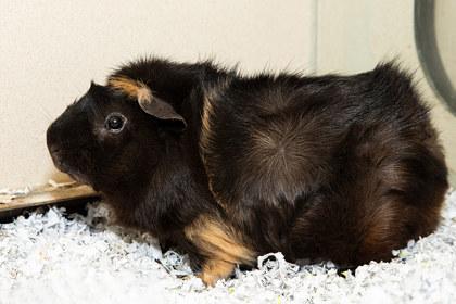 Kai, Adoptable, Young Male Guinea Pig & Guinea Pig.