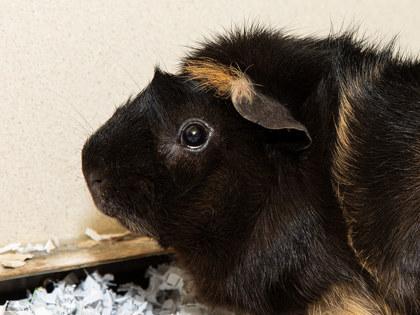 Kai, a Adoptable Guinea Pig in Longmont, CO image 2/2