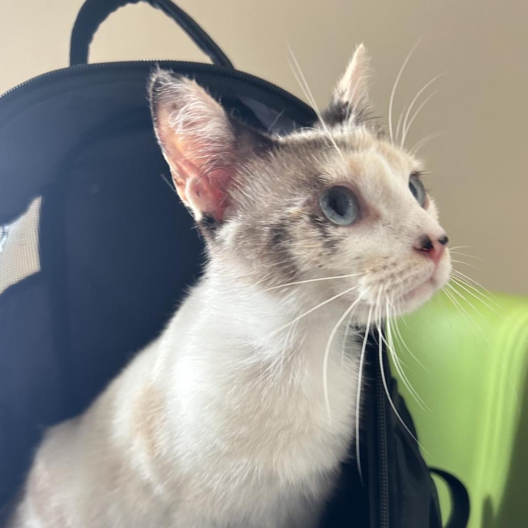 Enlarge Sunnie, a Adoptable American Shorthair in Portland, TX image 1/1