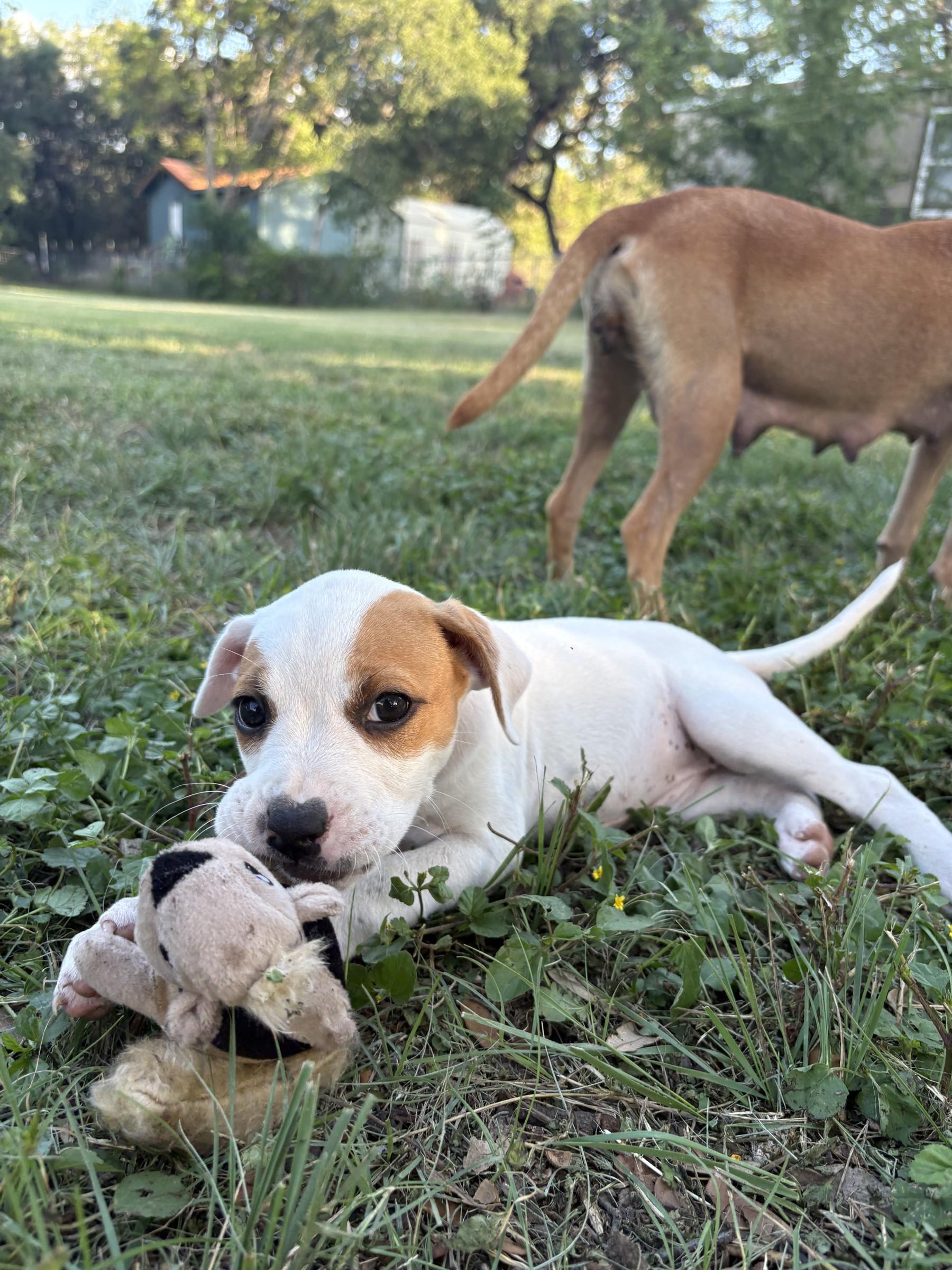 Enlarge Mary, a Adopted mixed breed in Portland, OR image 3/4