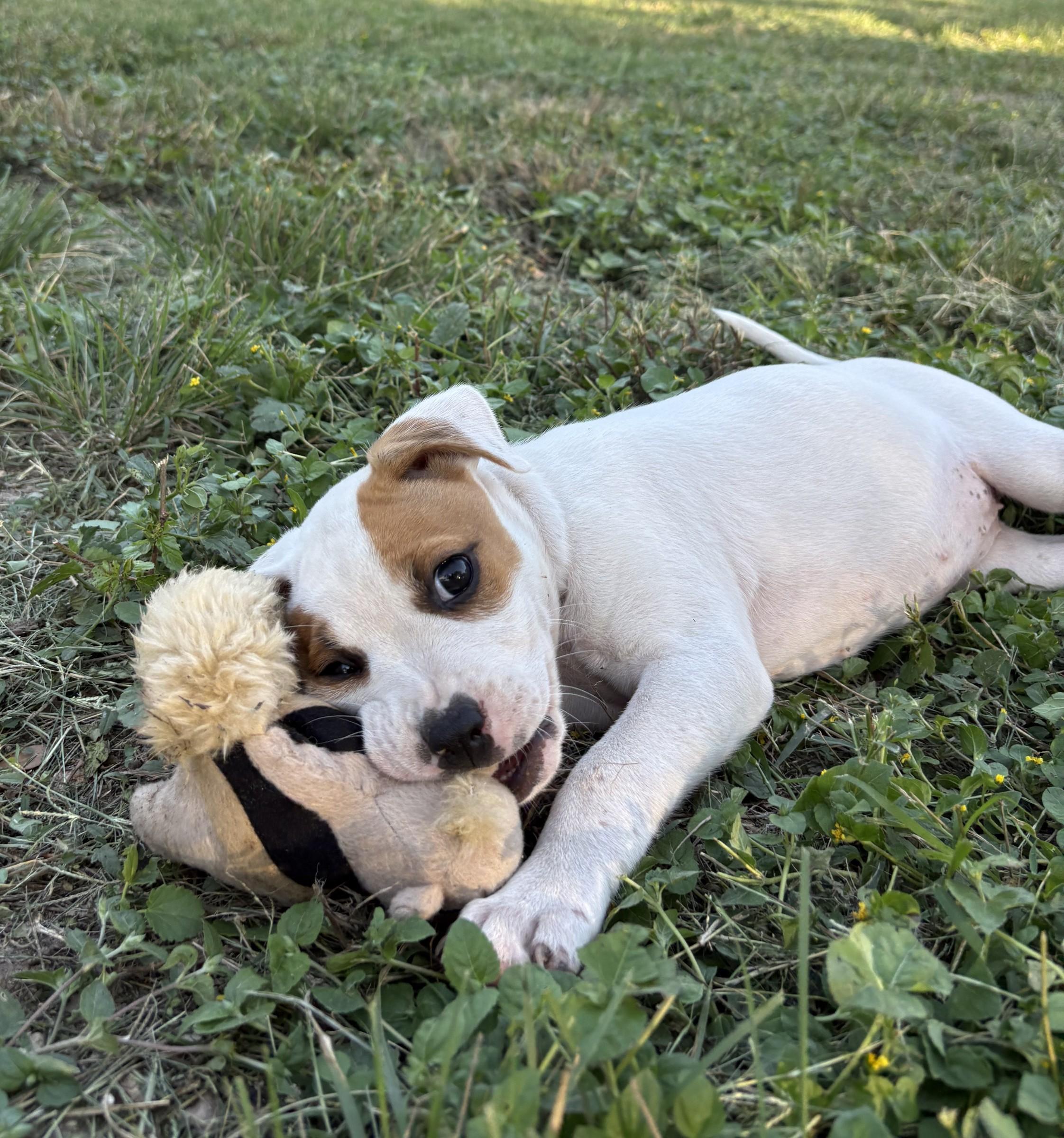 Enlarge Mary, a Adopted mixed breed in Portland, OR image 4/4