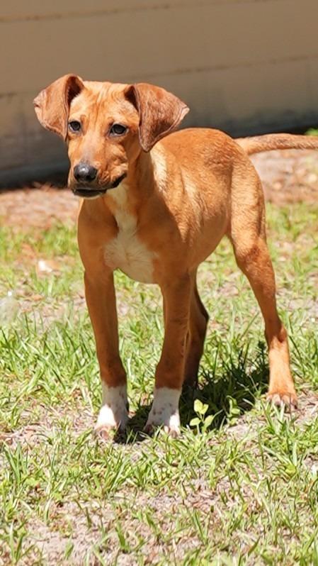Doppler, Adoptable, Puppy Male Mixed Breed.