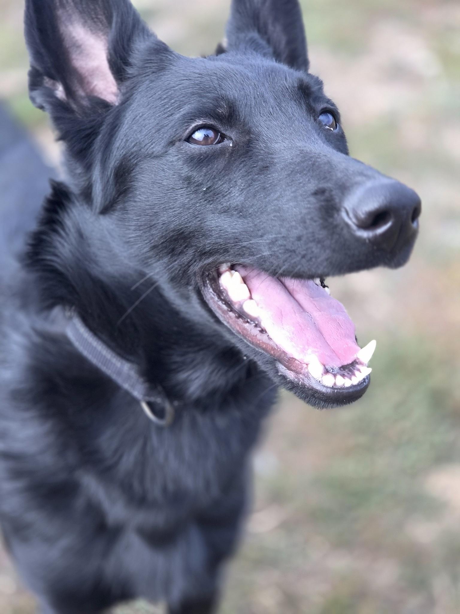 Ursula (In Foster), a Adoptable mixed breed in Port Angeles, WA image 2/4