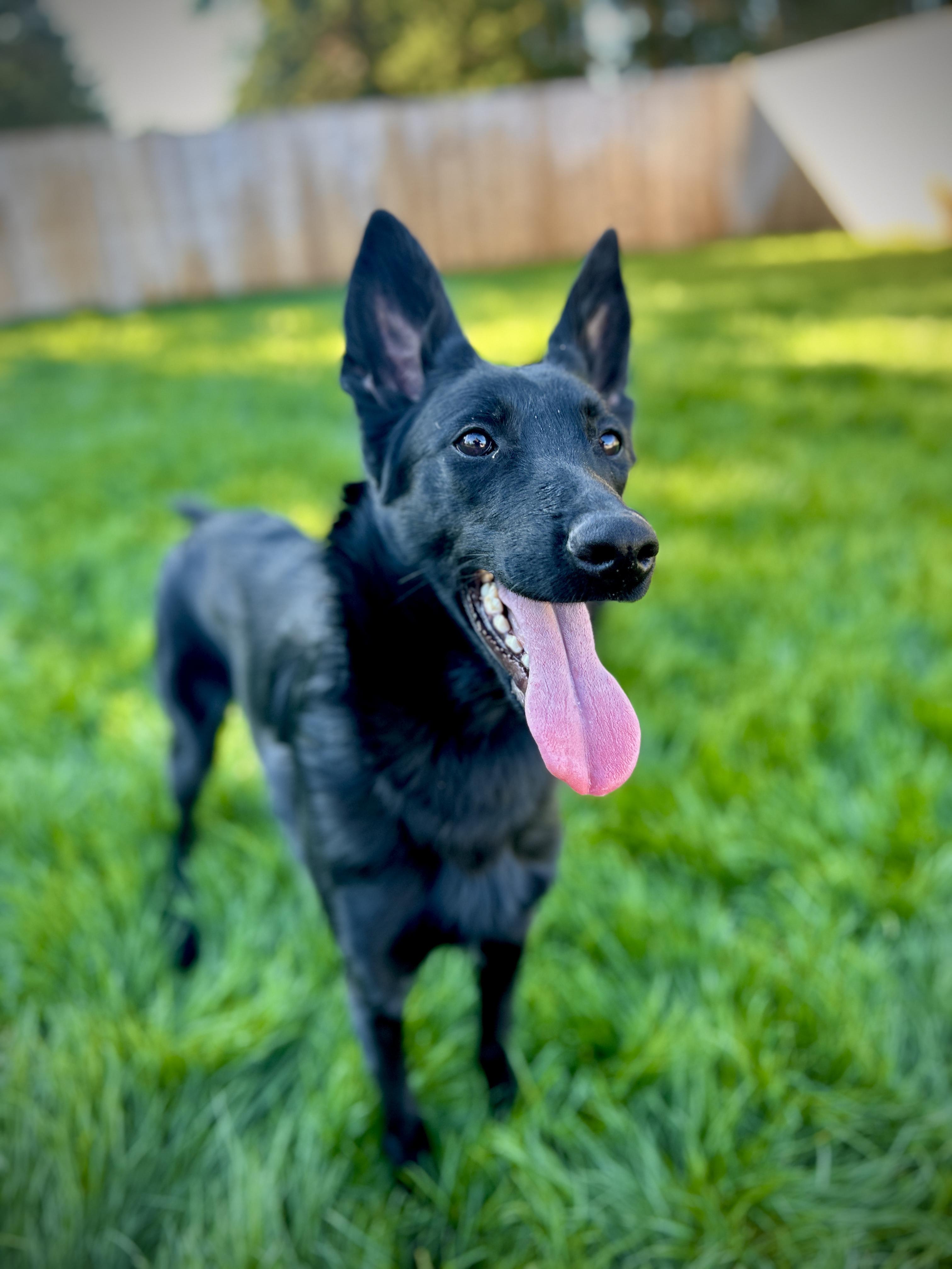 Ursula (In Foster) 4