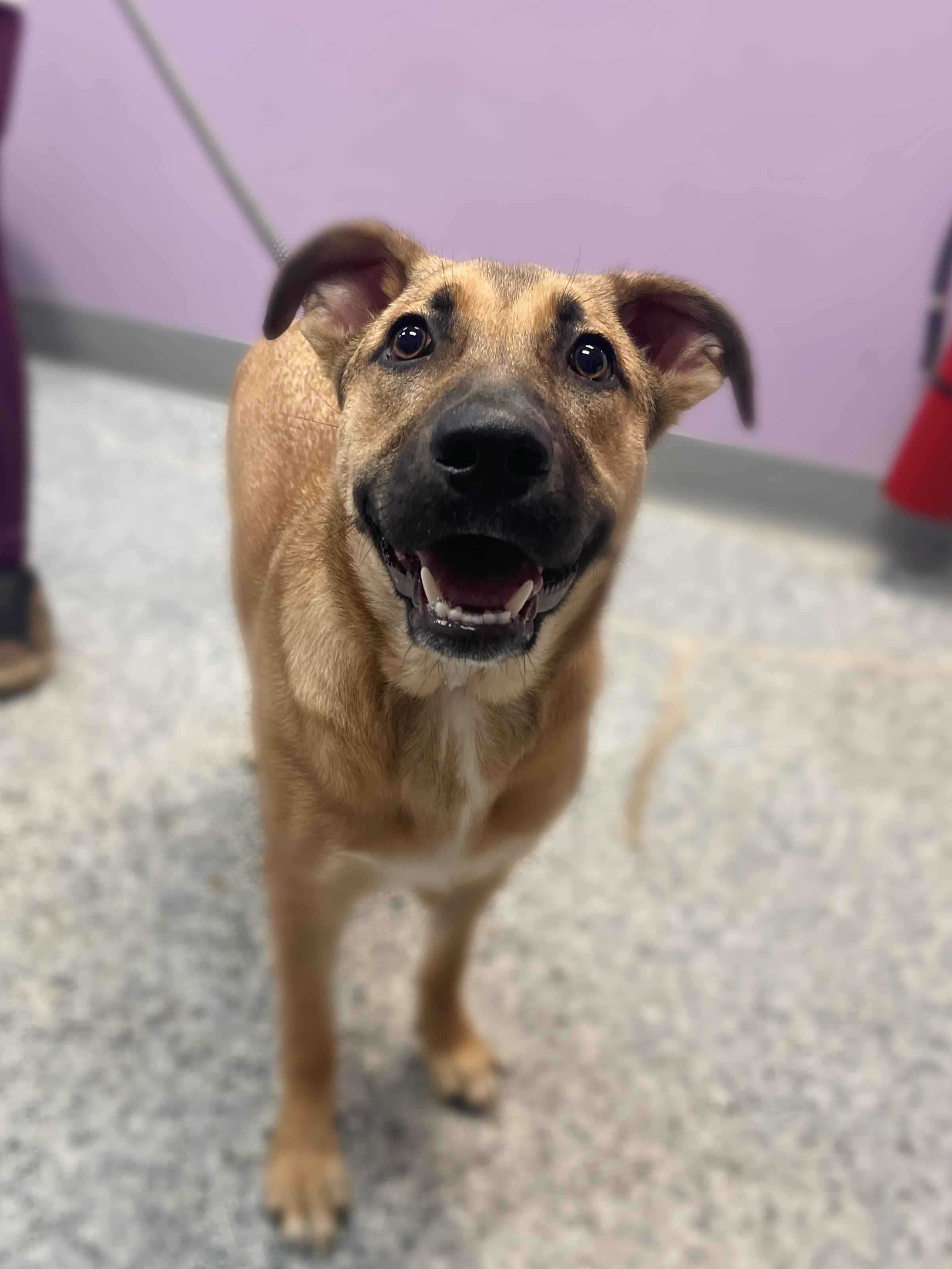 Stockings in NH! Come Meet our Adoptable Dogs Wednesday-Saturday. More info in Bio!
