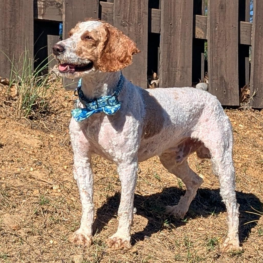 Enlarge Teddy Graham, an adopted mixed breed in Helena, AL image 2/6