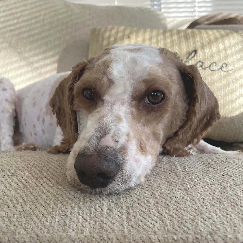 Enlarge Teddy Graham, an adopted mixed breed in Helena, AL image 3/6