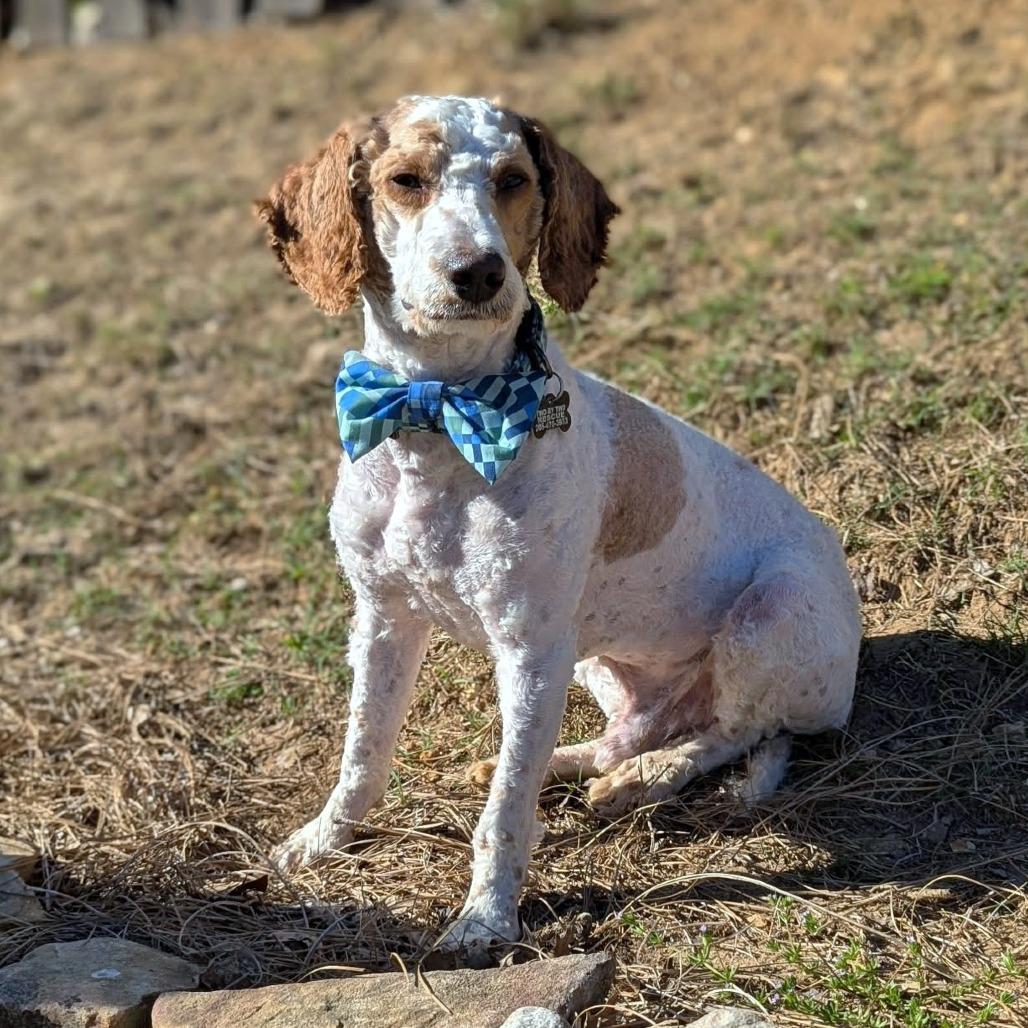 Enlarge Teddy Graham, an adopted mixed breed in Helena, AL image 6/6