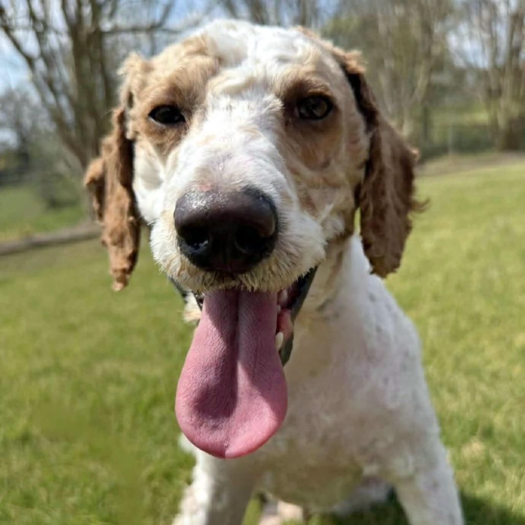 Enlarge Teddy Graham, an adopted mixed breed in Helena, AL image 5/6
