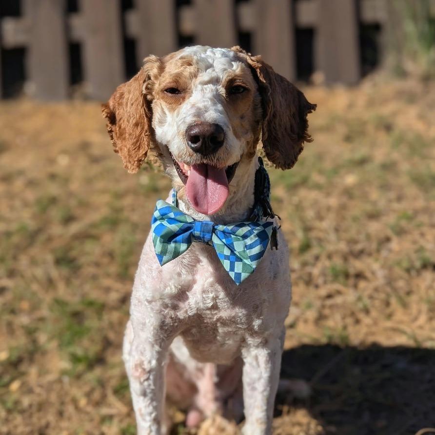 Teddy Graham, adopted, Young Male Cockapoo.