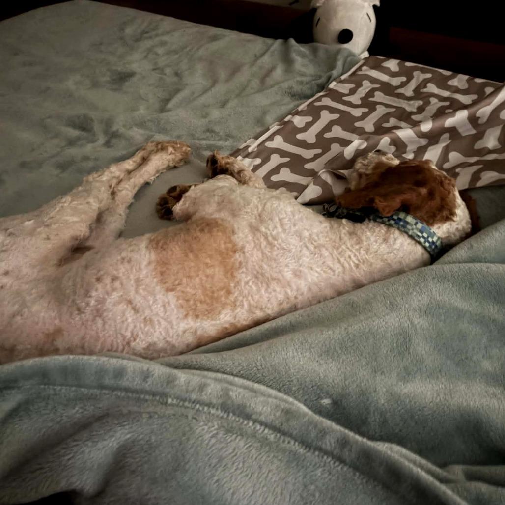 Enlarge Teddy Graham, an adopted mixed breed in Helena, AL image 4/6