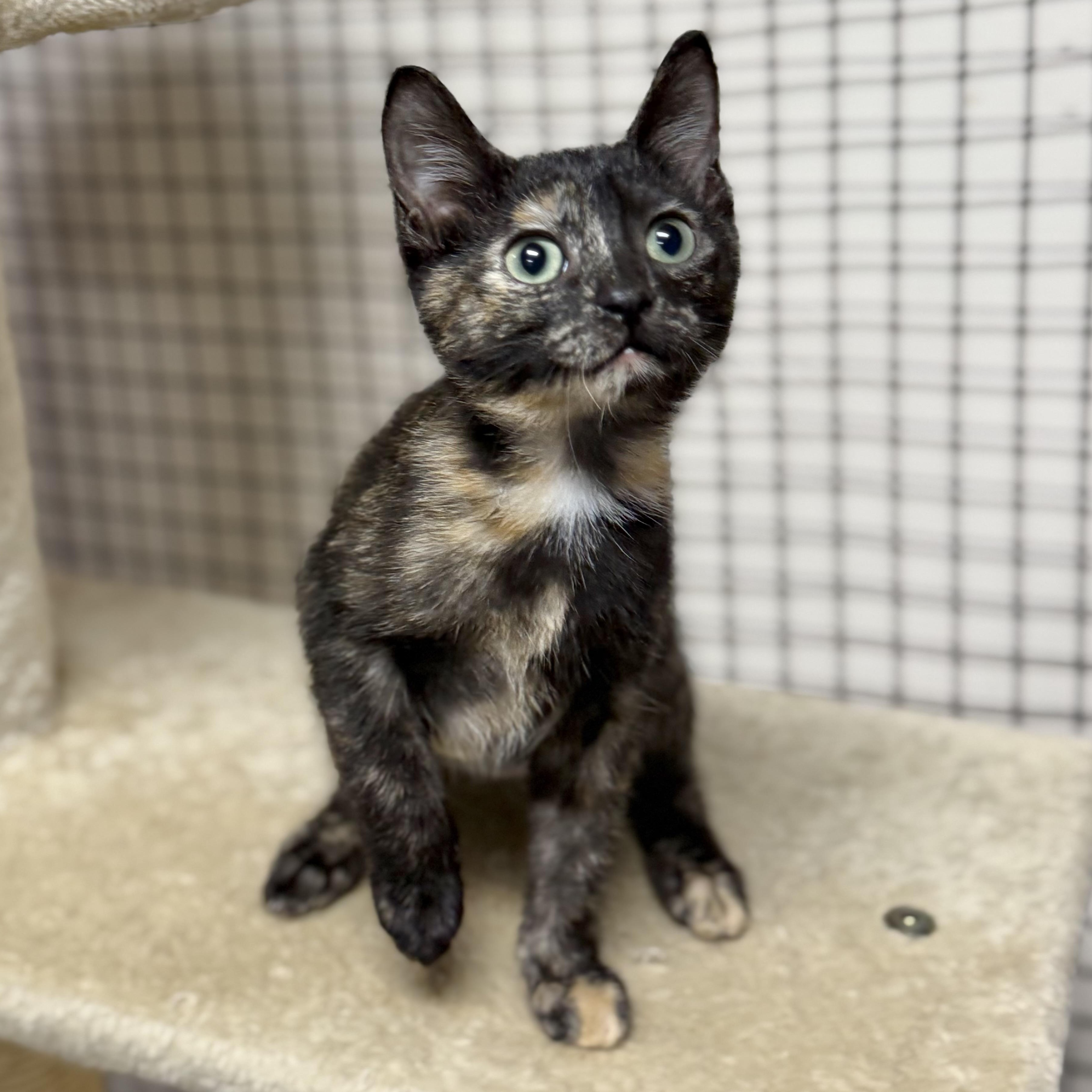 Enlarge Yoko, an adopted Tortoiseshell in Collierville, TN image 2/3