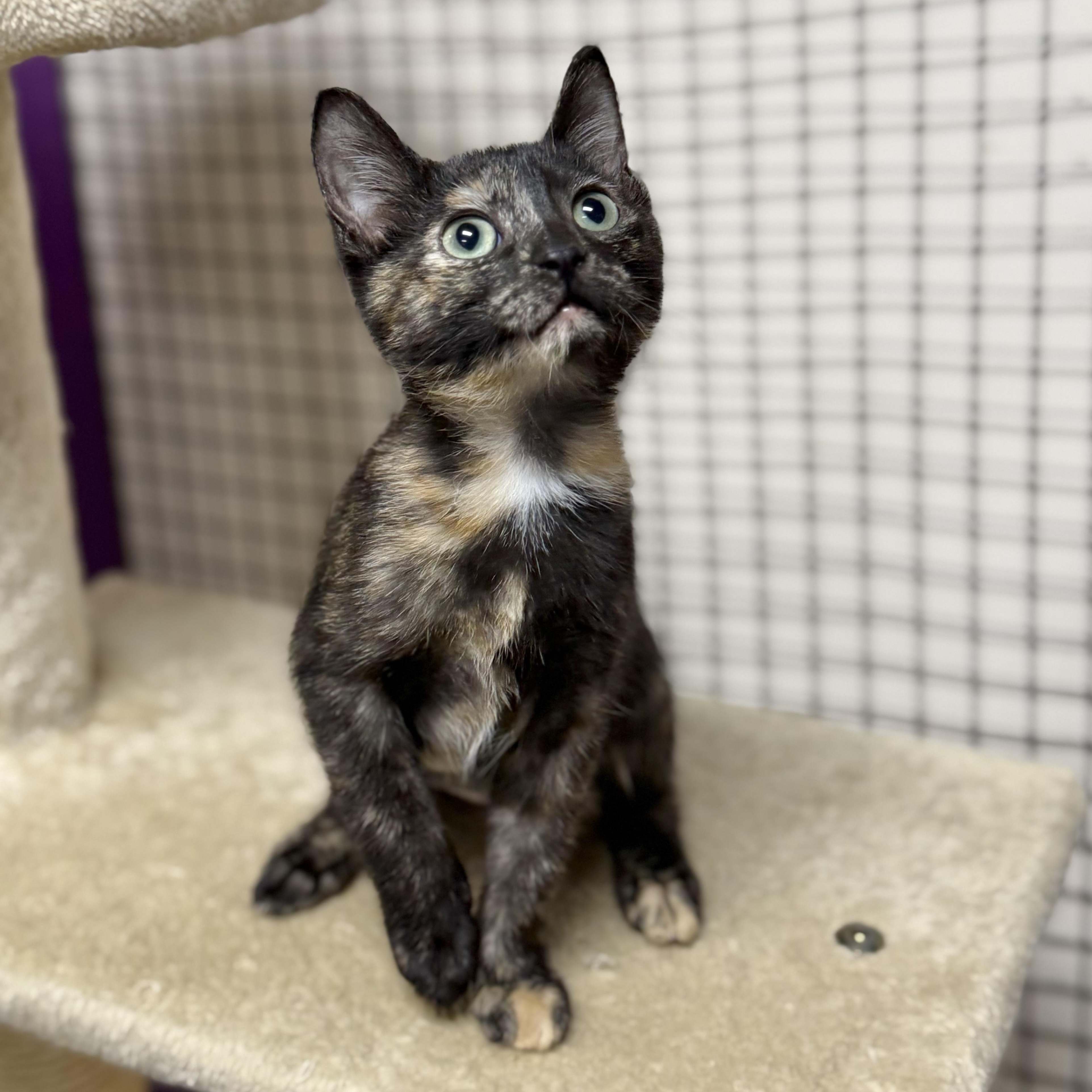 Enlarge Yoko, an adopted Tortoiseshell in Collierville, TN image 3/3