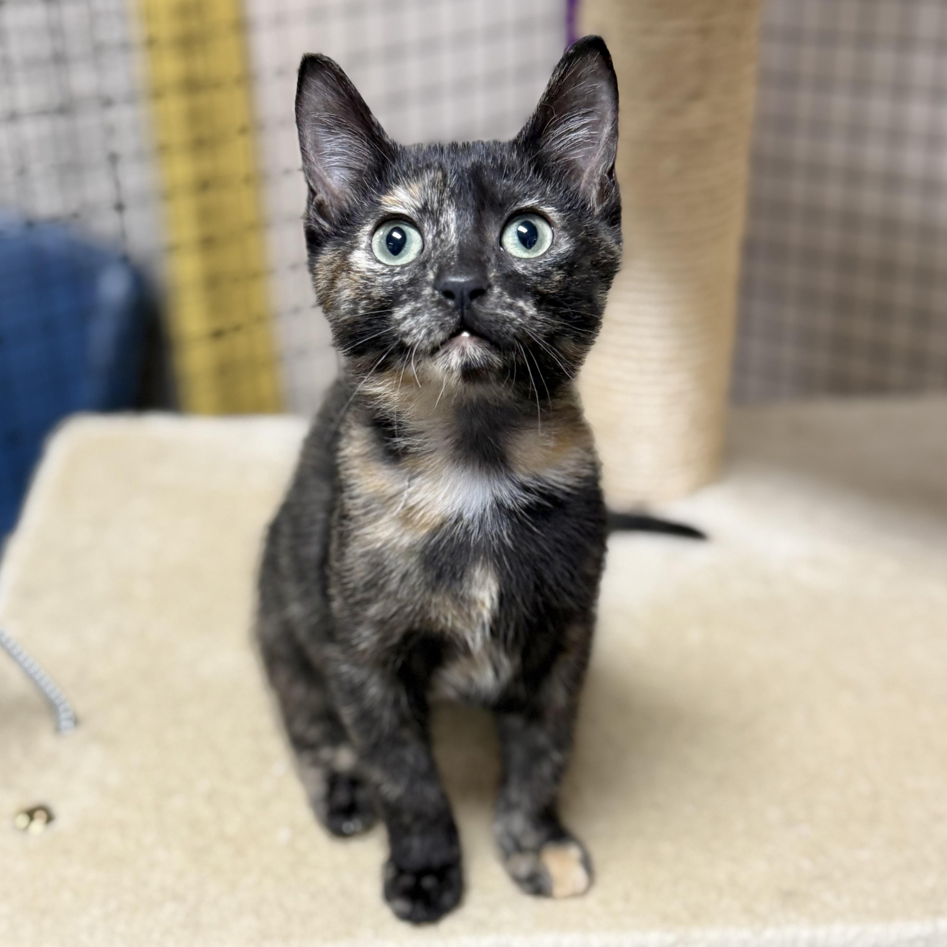 Yoko, adopted, Kitten Female Tortoiseshell.