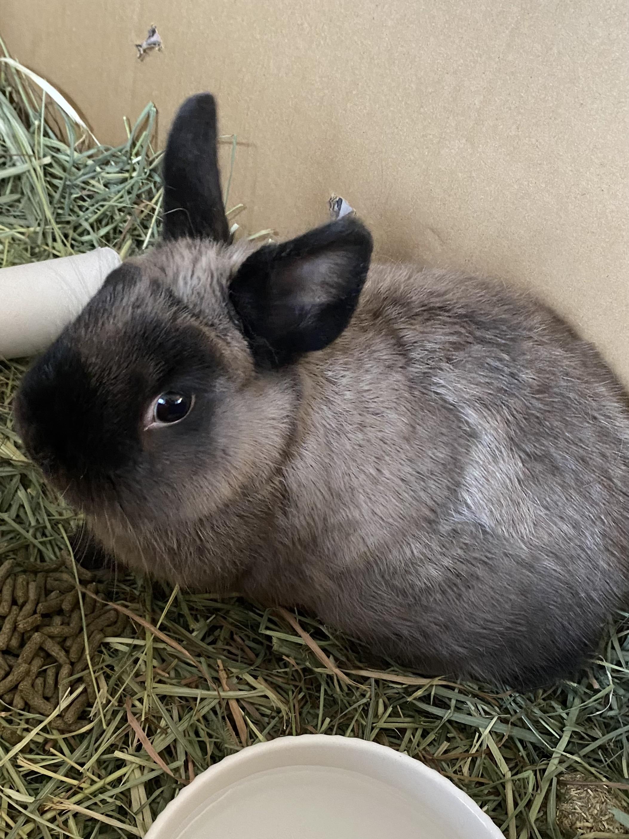 Hudson, Adult Male unknown