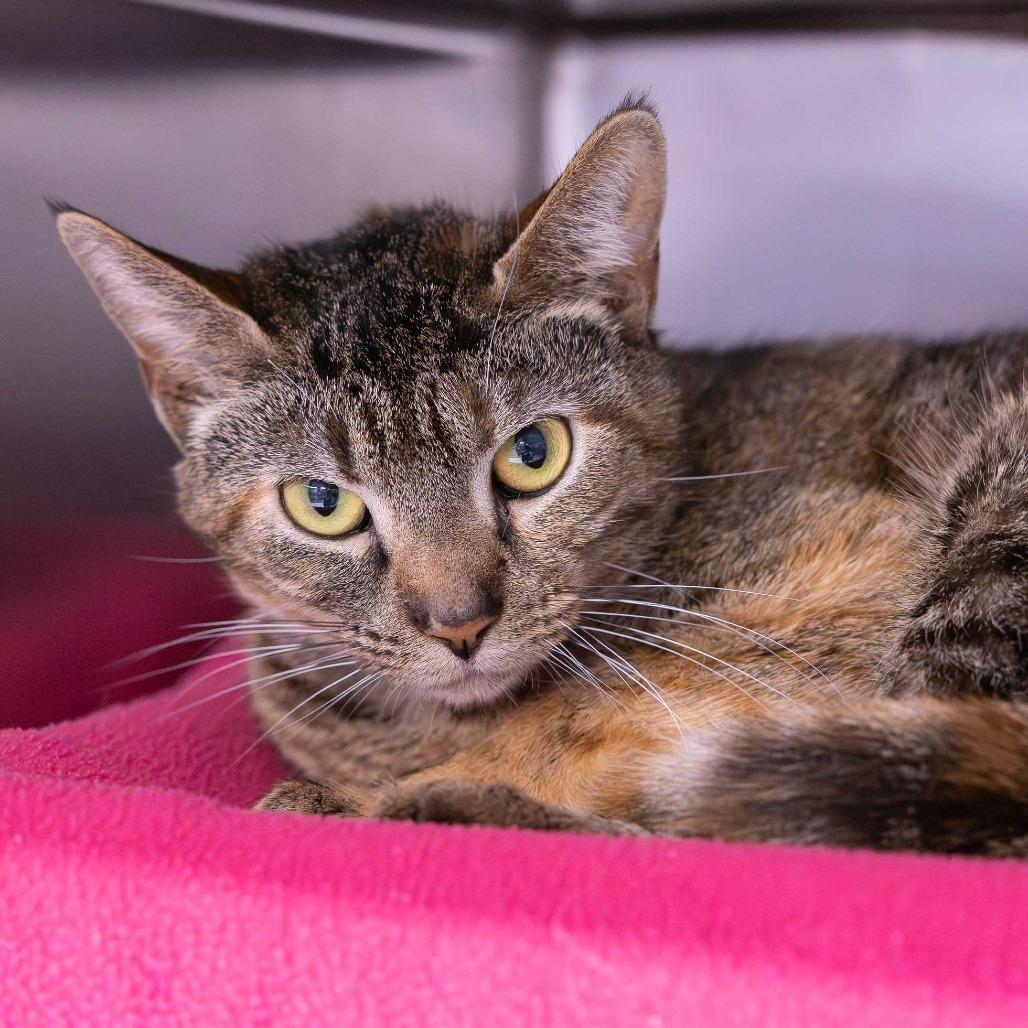 Enlarge Anthropology, a Adoptable Domestic Short Hair in Mentor, OH image 1/1
