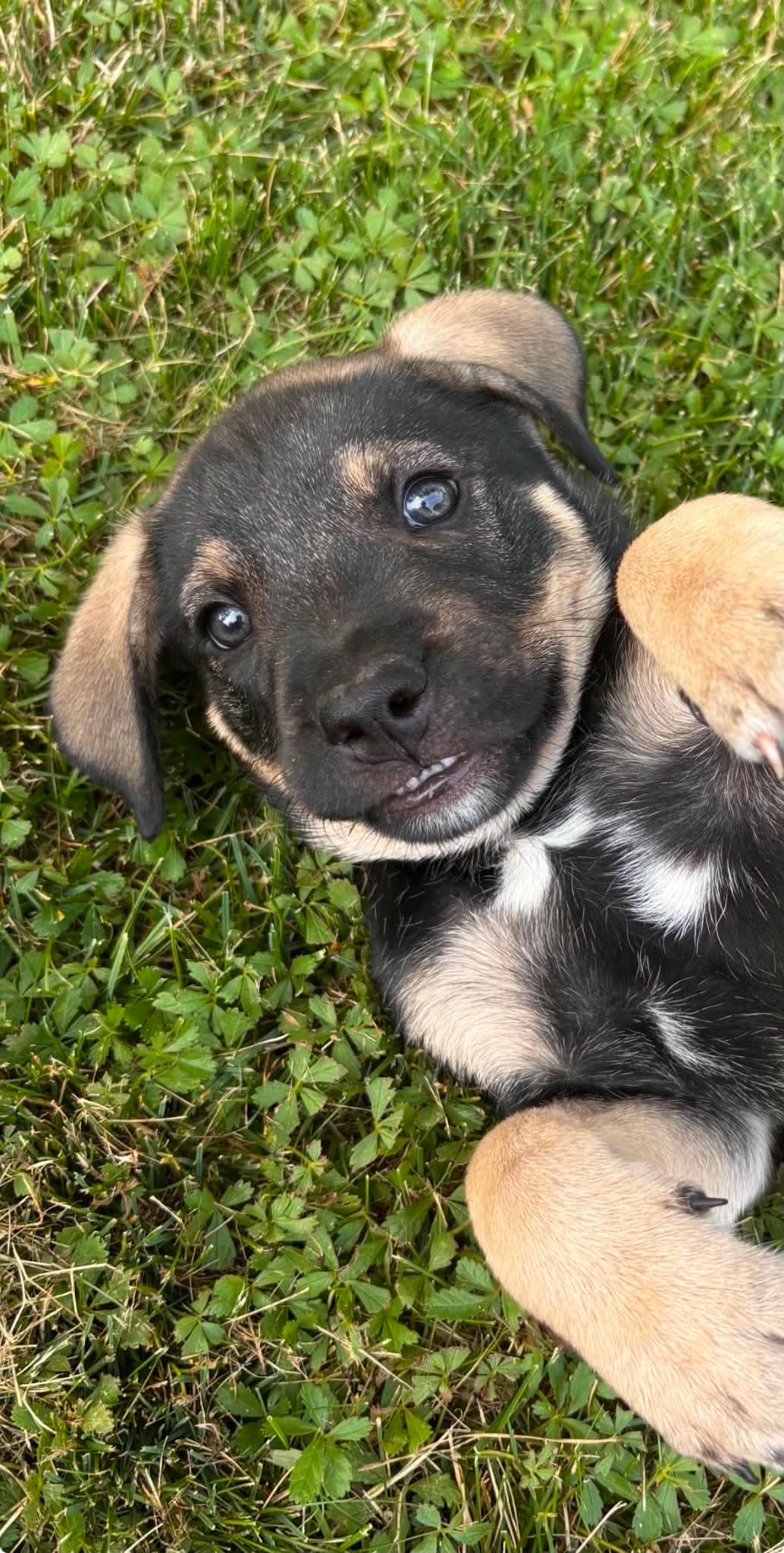 Bart, a ADOPTABLE mixed breed in St Catharines, ON image 2/2