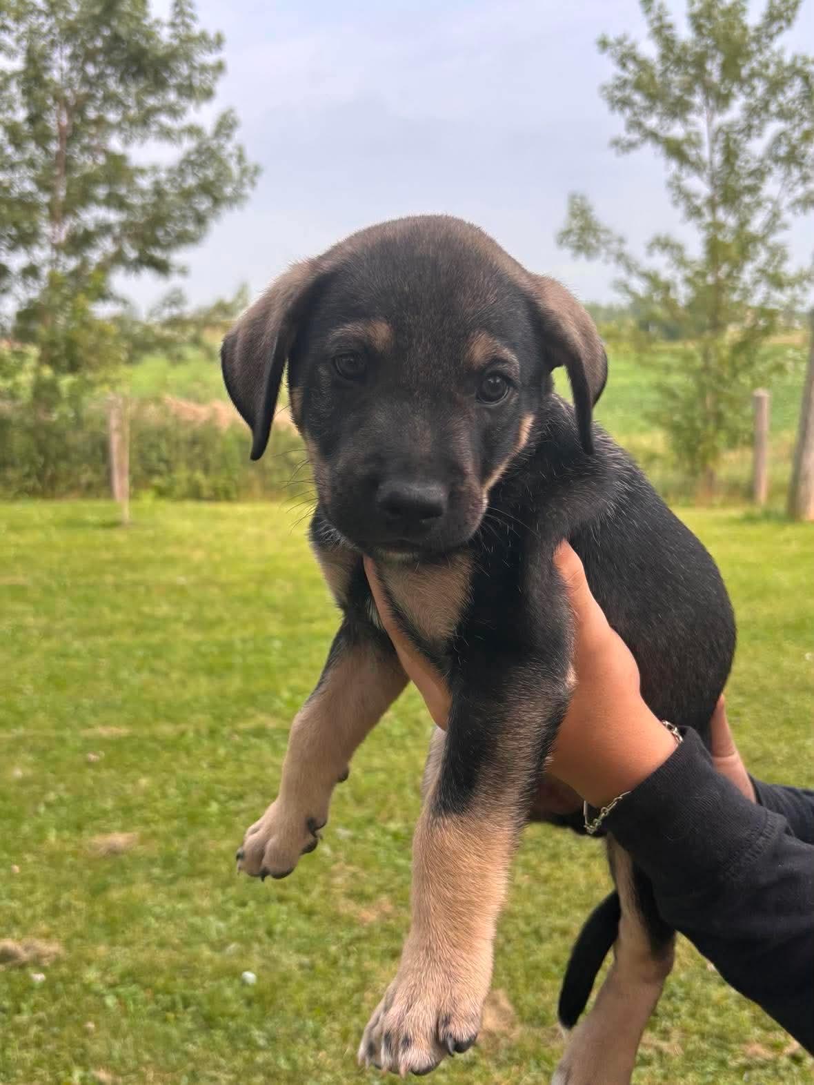 Bart, ADOPTABLE, Puppy Male German Shepherd Dog & American Bulldog.
