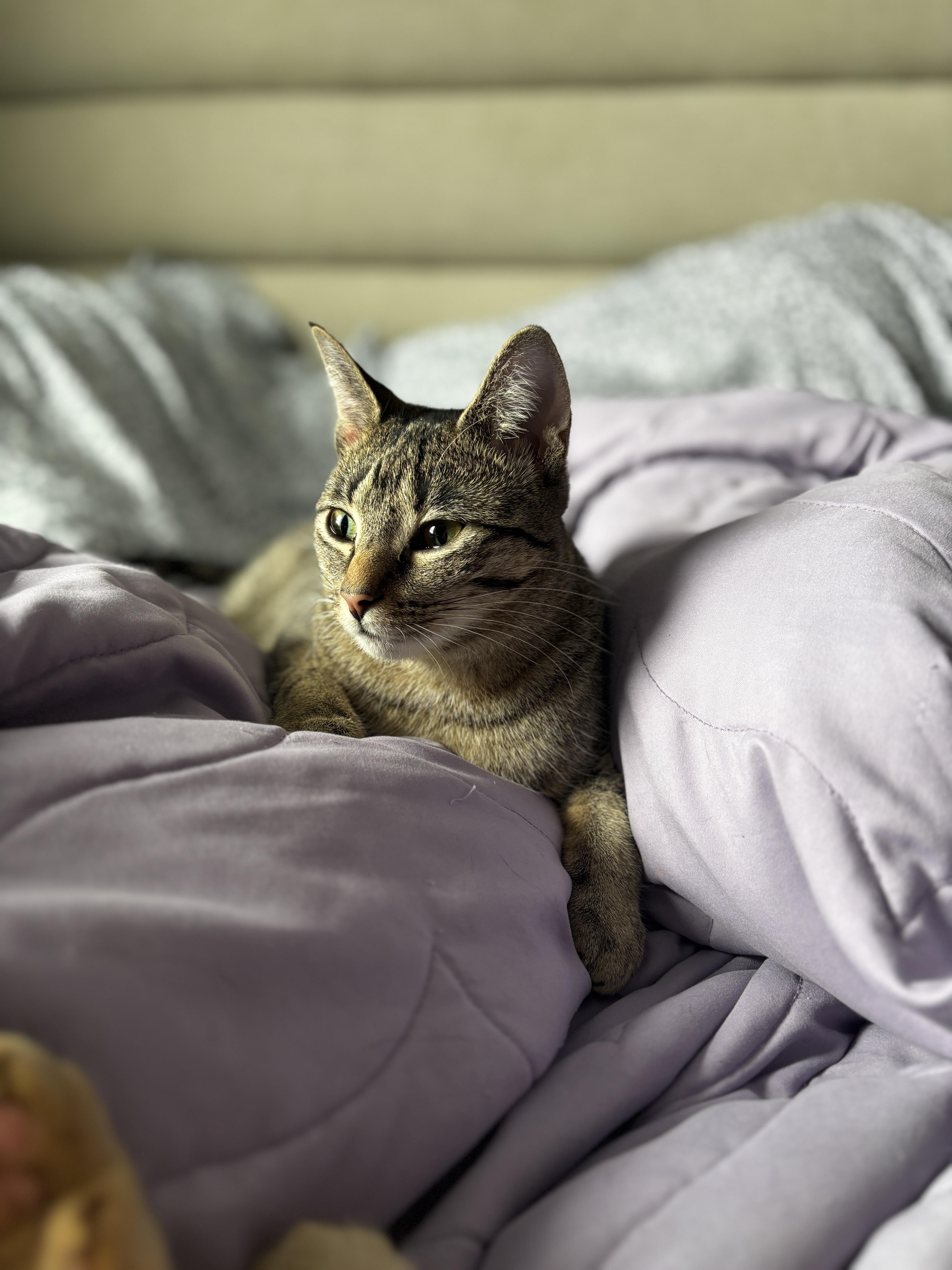 LUNA, a Adoptable Tabby in Shakespeare, ON image 2/6