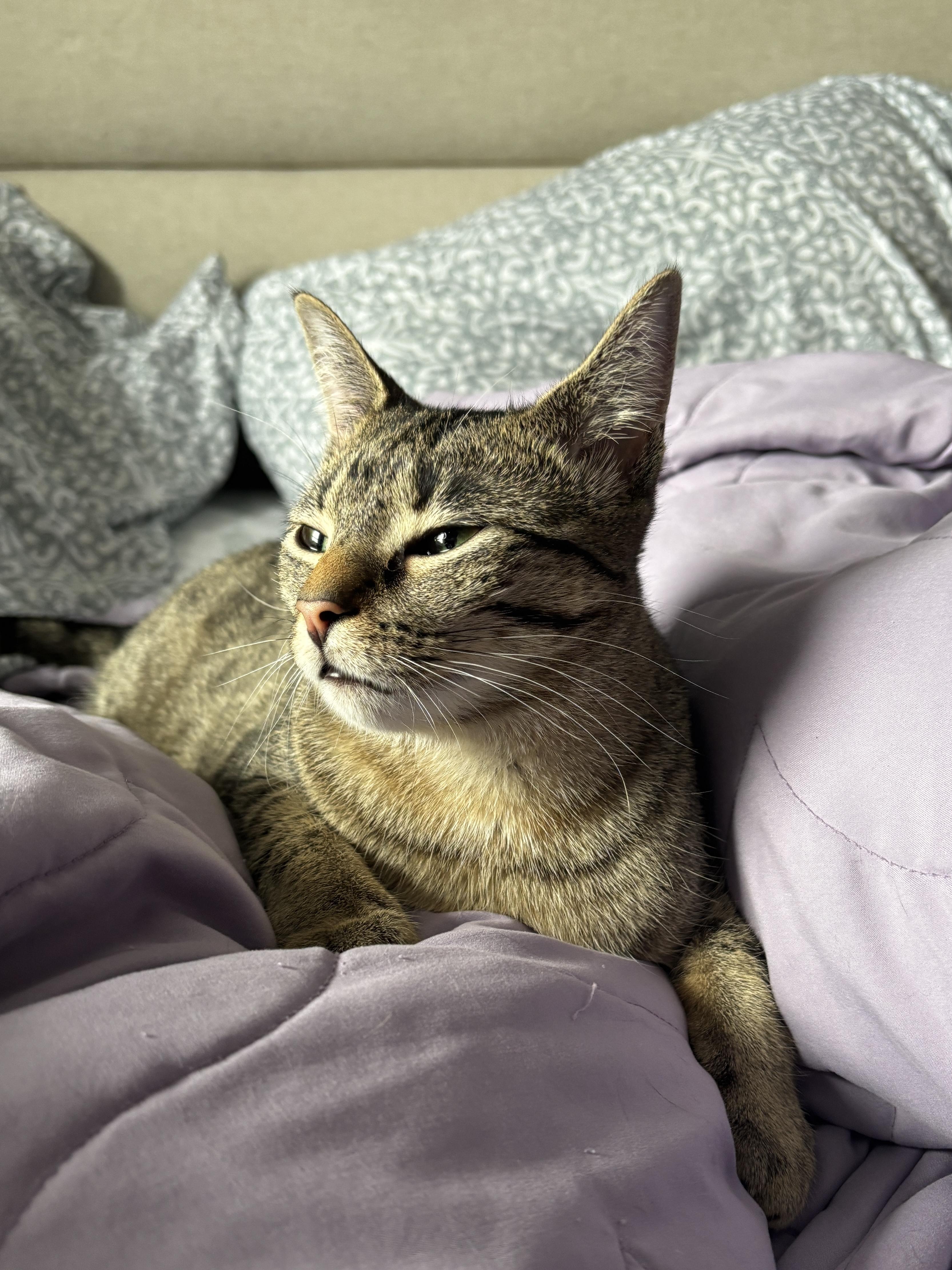 LUNA, a Adoptable Tabby in Shakespeare, ON image 3/6