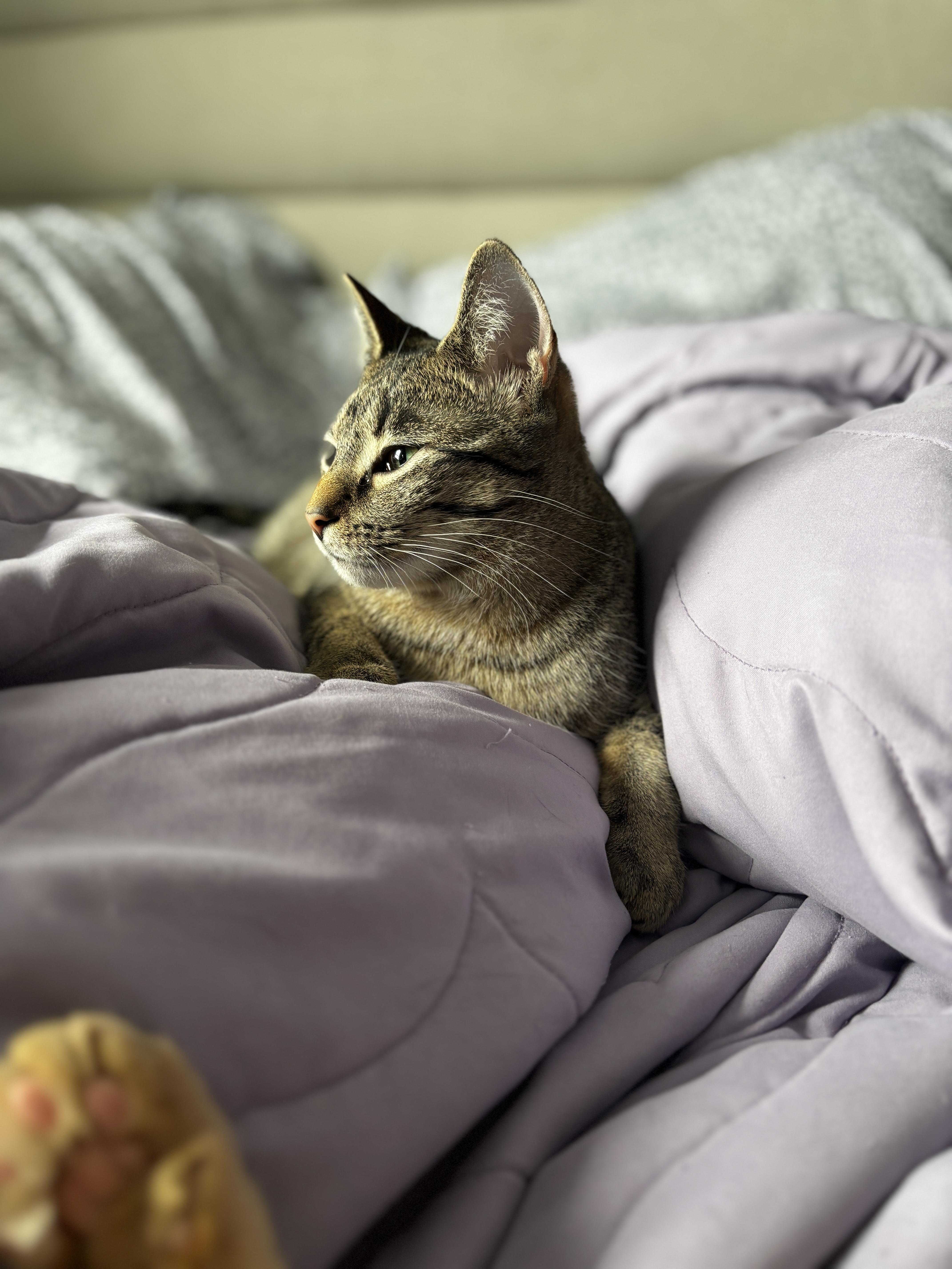 LUNA, a Adoptable Tabby in Shakespeare, ON image 4/6