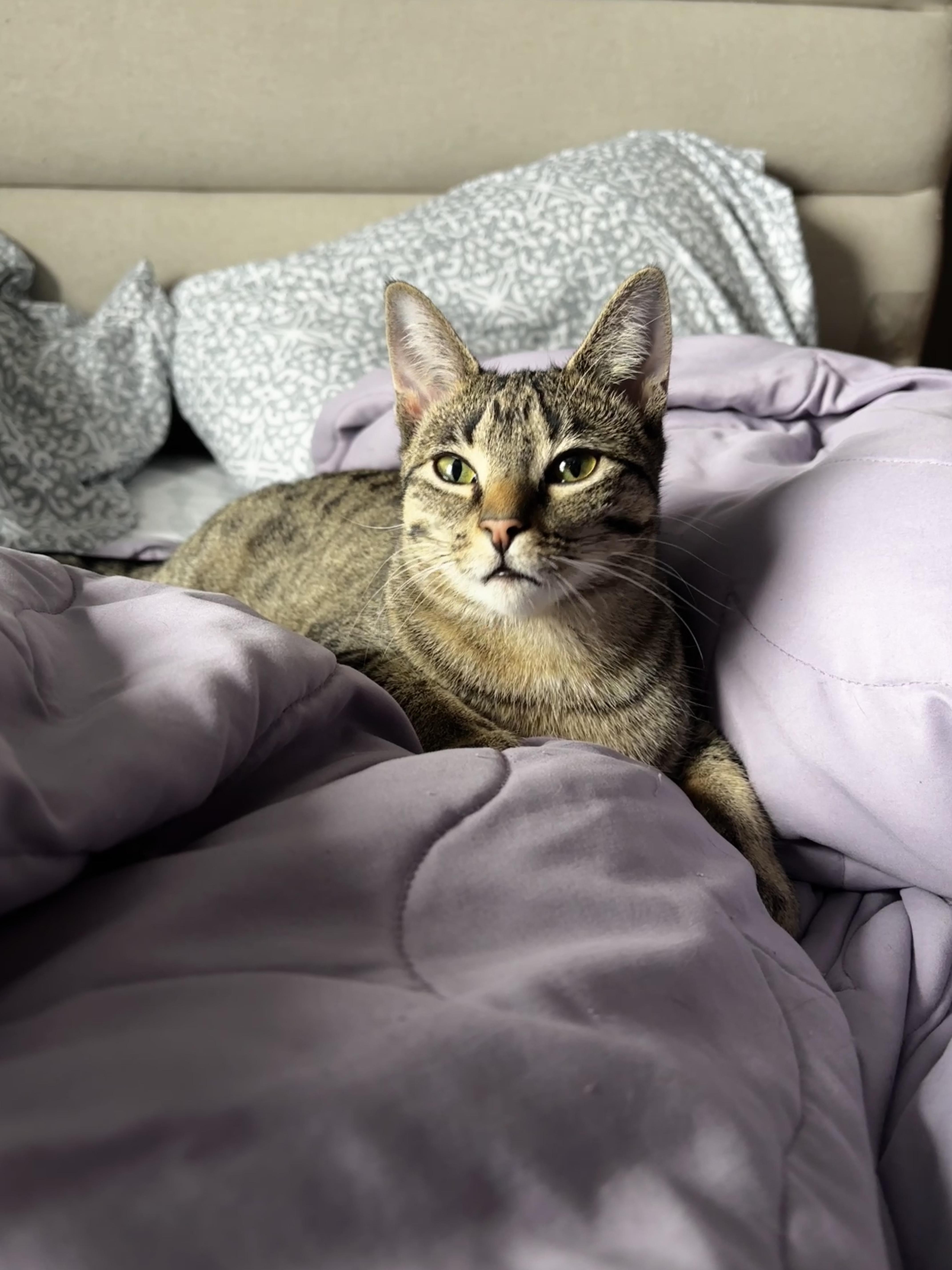 LUNA, a Adoptable Tabby in Shakespeare, ON image 5/6