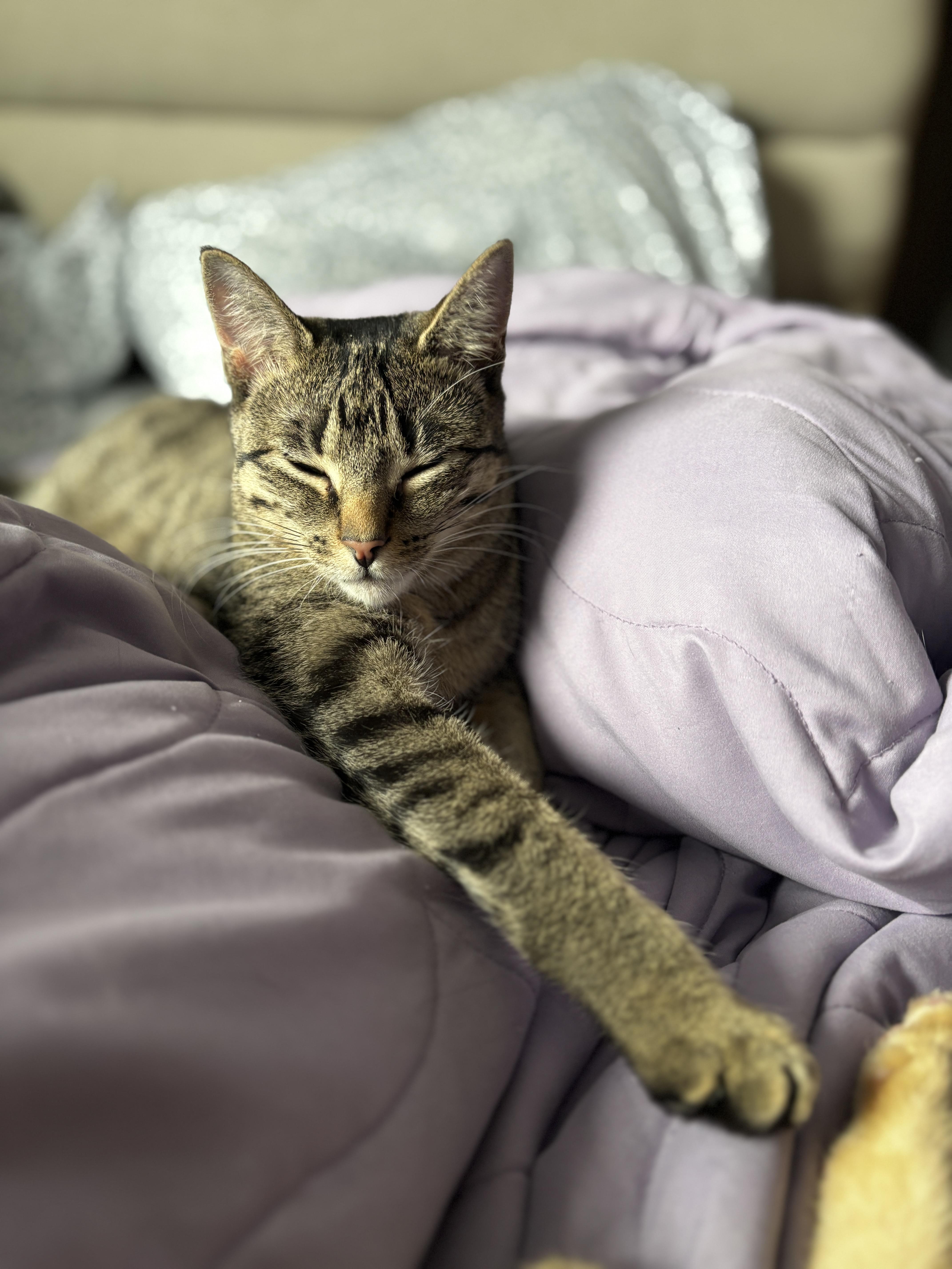 LUNA, a Adoptable Tabby in Shakespeare, ON image 6/6