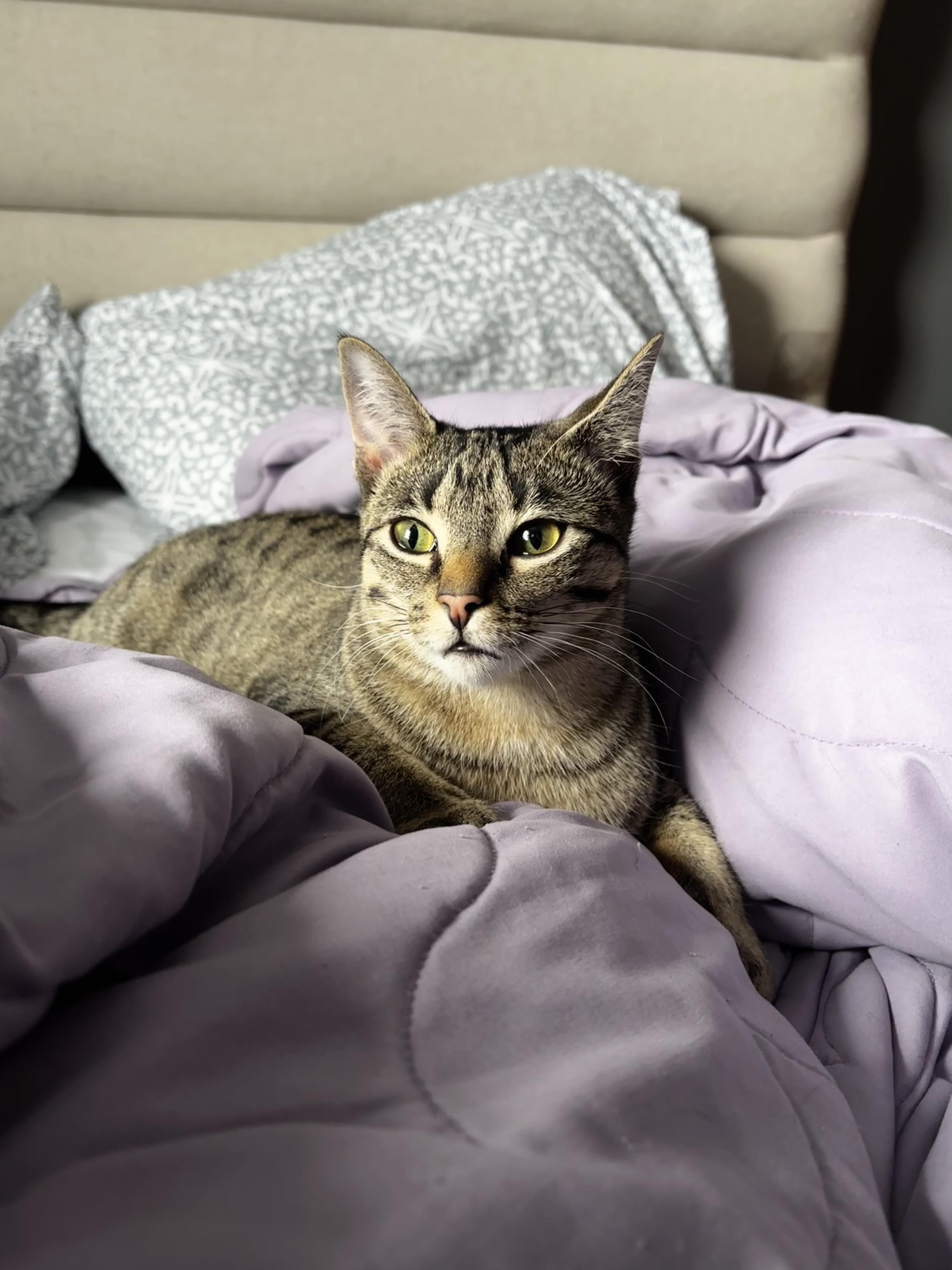 LUNA, a Adoptable Tabby in Shakespeare, ON image 1/6