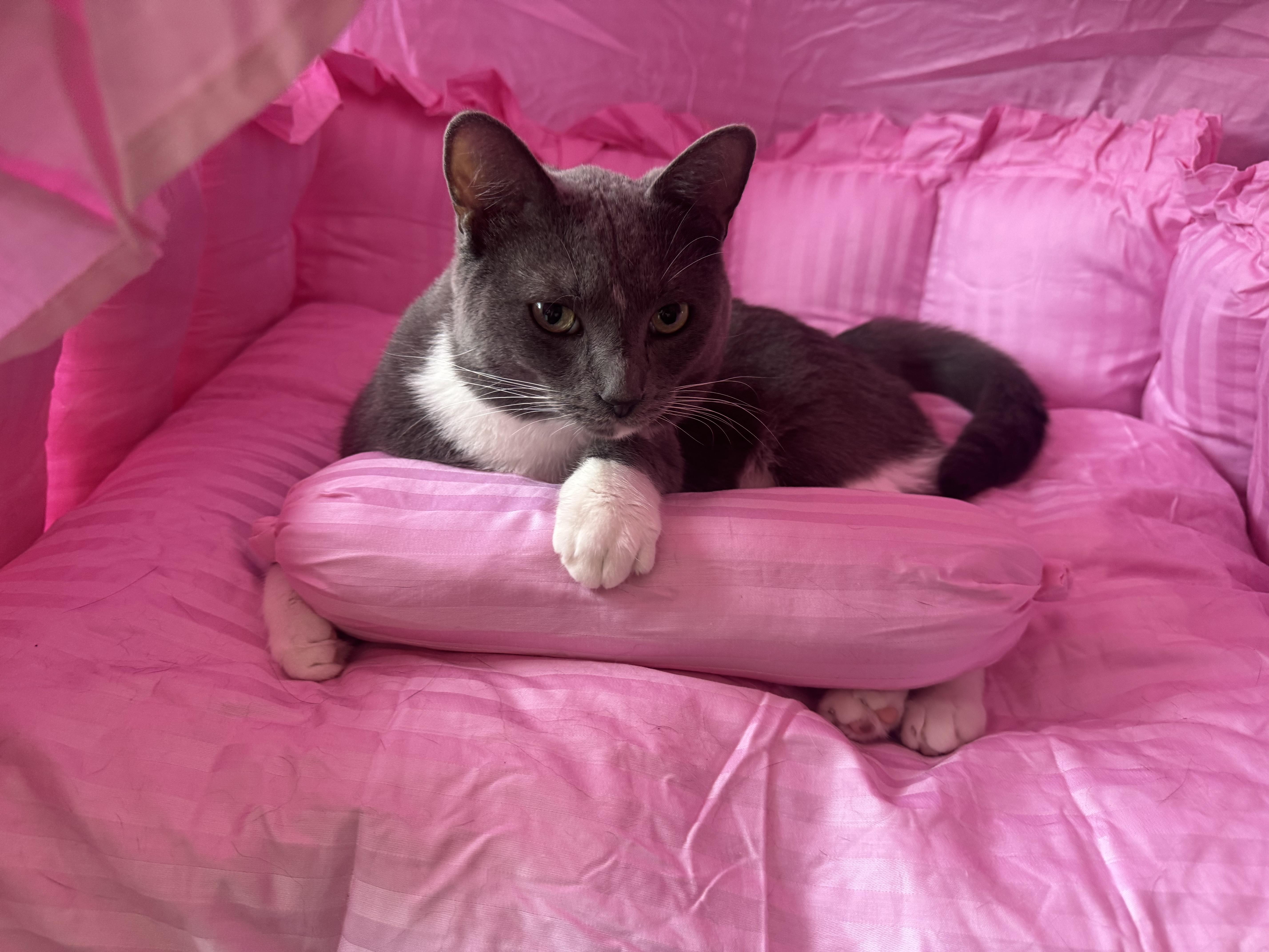 Enlarge Tom tom, a Adoptable Domestic Short Hair in Charlotte, NC image 1/5