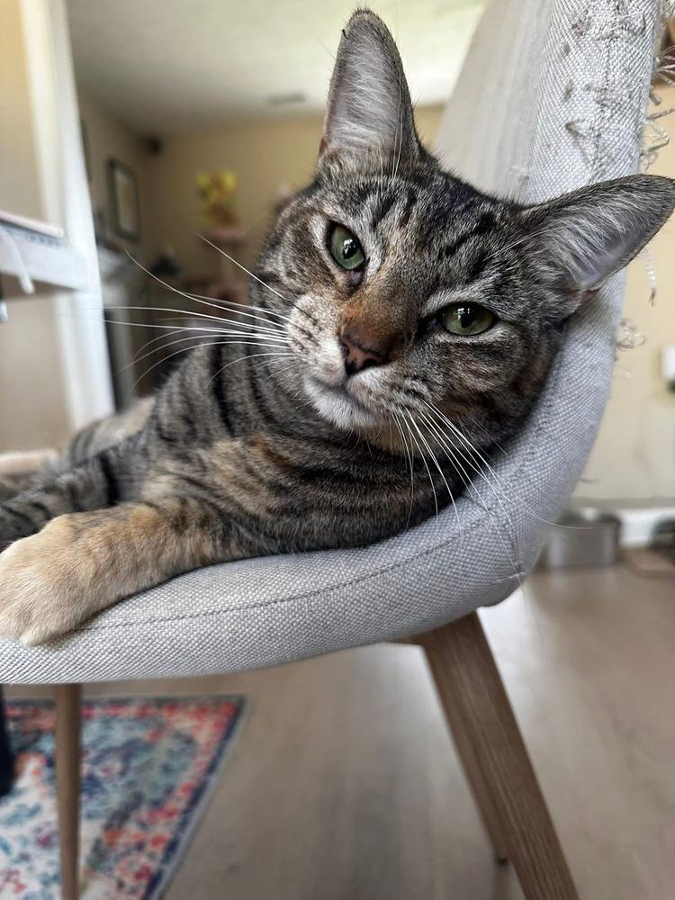 Coraline, Adoptable, Adult Female Domestic Short Hair.