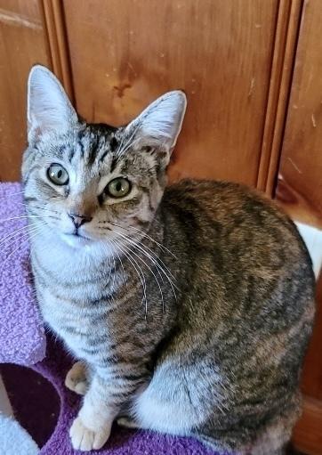 Enlarge Coraline, a Adoptable Domestic Short Hair in Carrollton, VA image 2/6