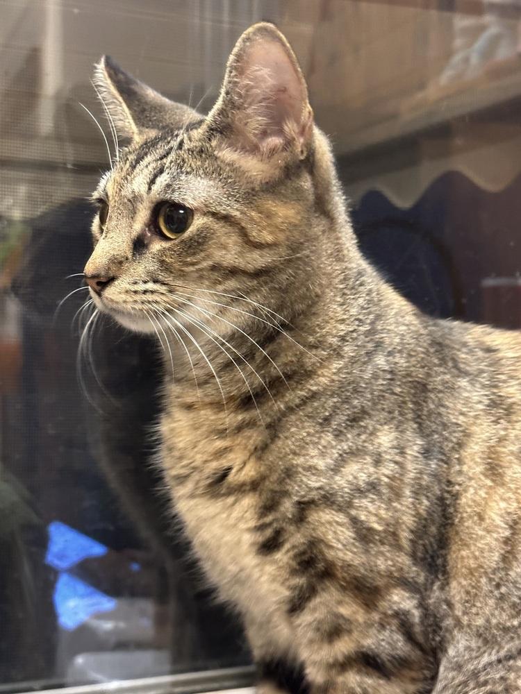 Coraline, Adoptable, Adult Female Domestic Short Hair.