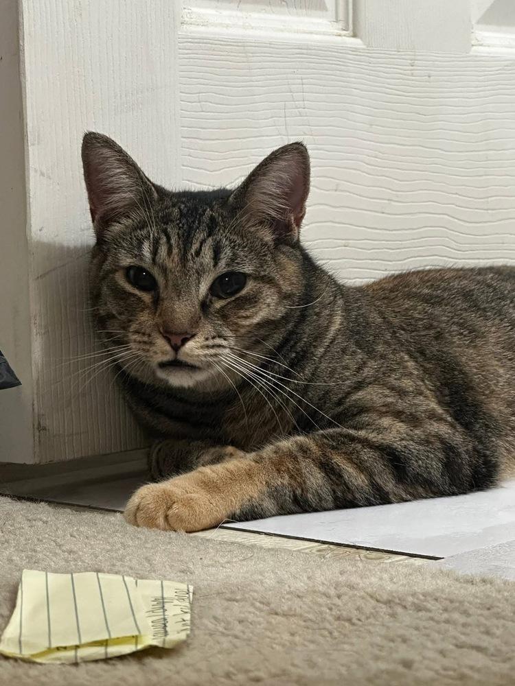 Enlarge Coraline, a Adoptable Domestic Short Hair in Carrollton, VA image 4/6