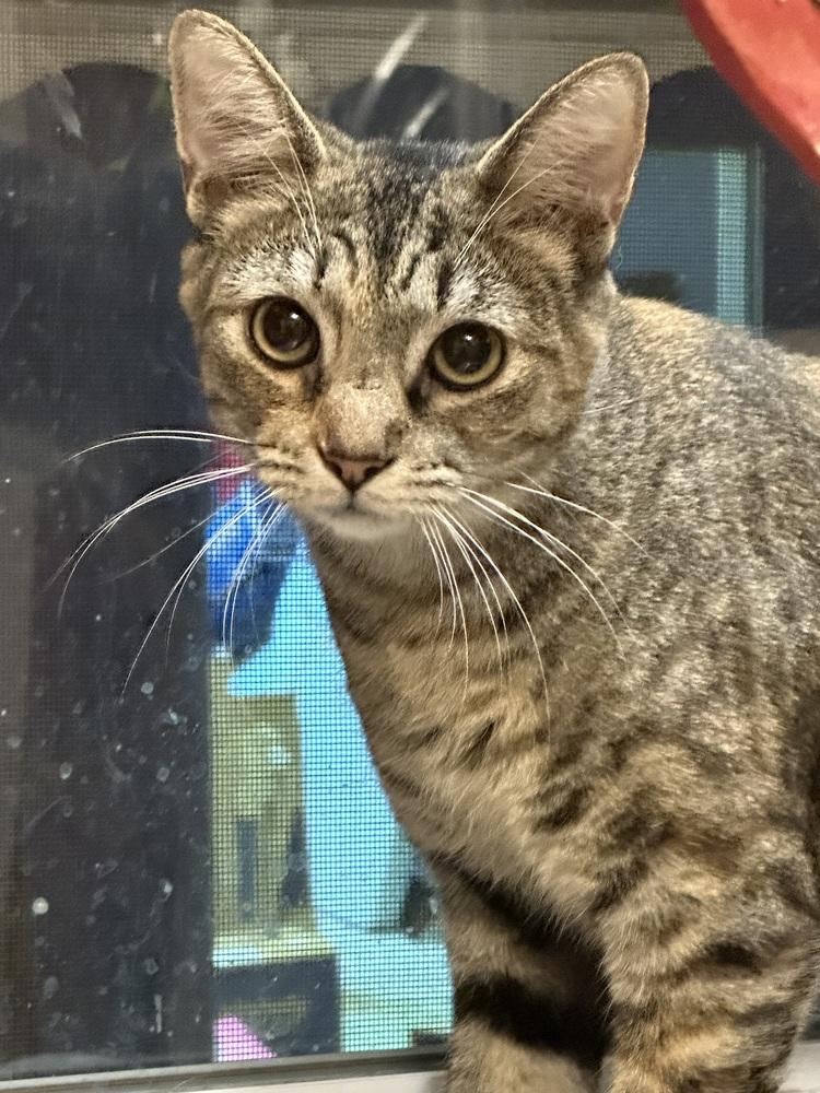 Enlarge Coraline, a Adoptable Domestic Short Hair in Carrollton, VA image 5/6