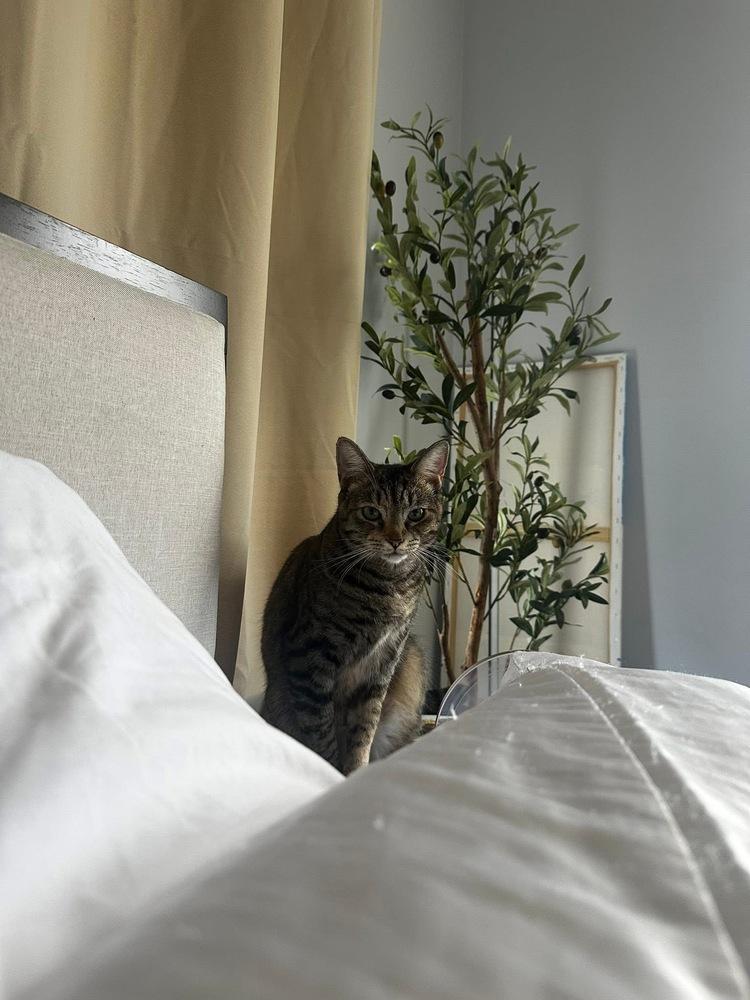 Enlarge Coraline, a Adoptable Domestic Short Hair in Carrollton, VA image 6/6