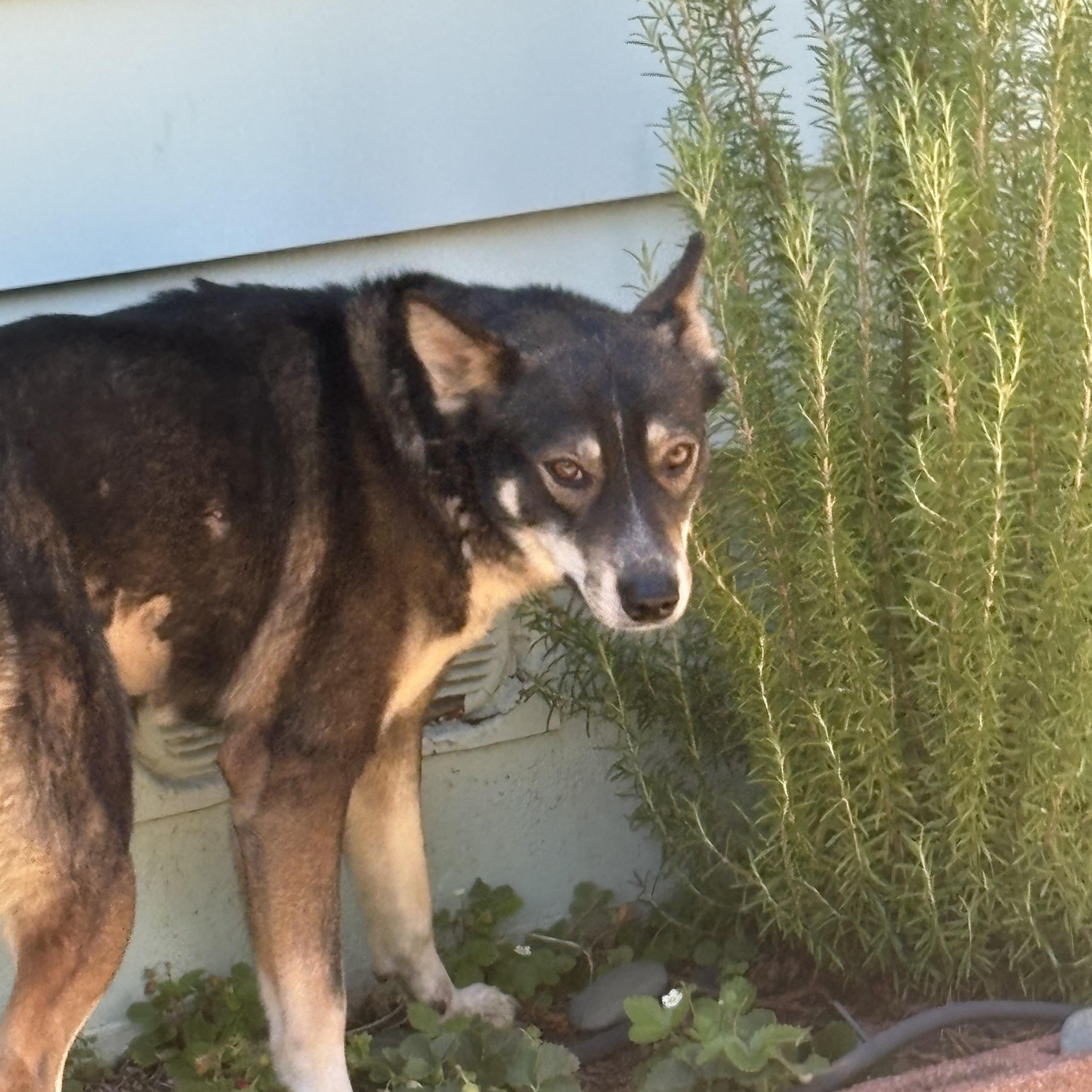 Magnolia, a Adoptable mixed breed in Rough And Ready, CA image 2/6